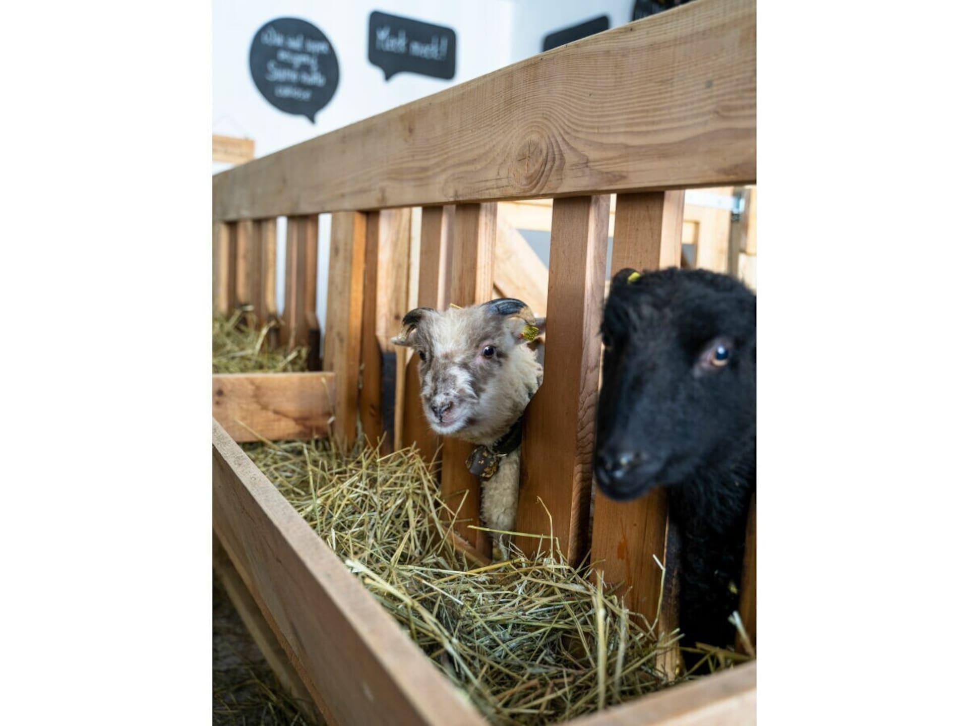 Knus Hayloft Appartement op Biologische Boerderij in Gsiesdal - foto 14