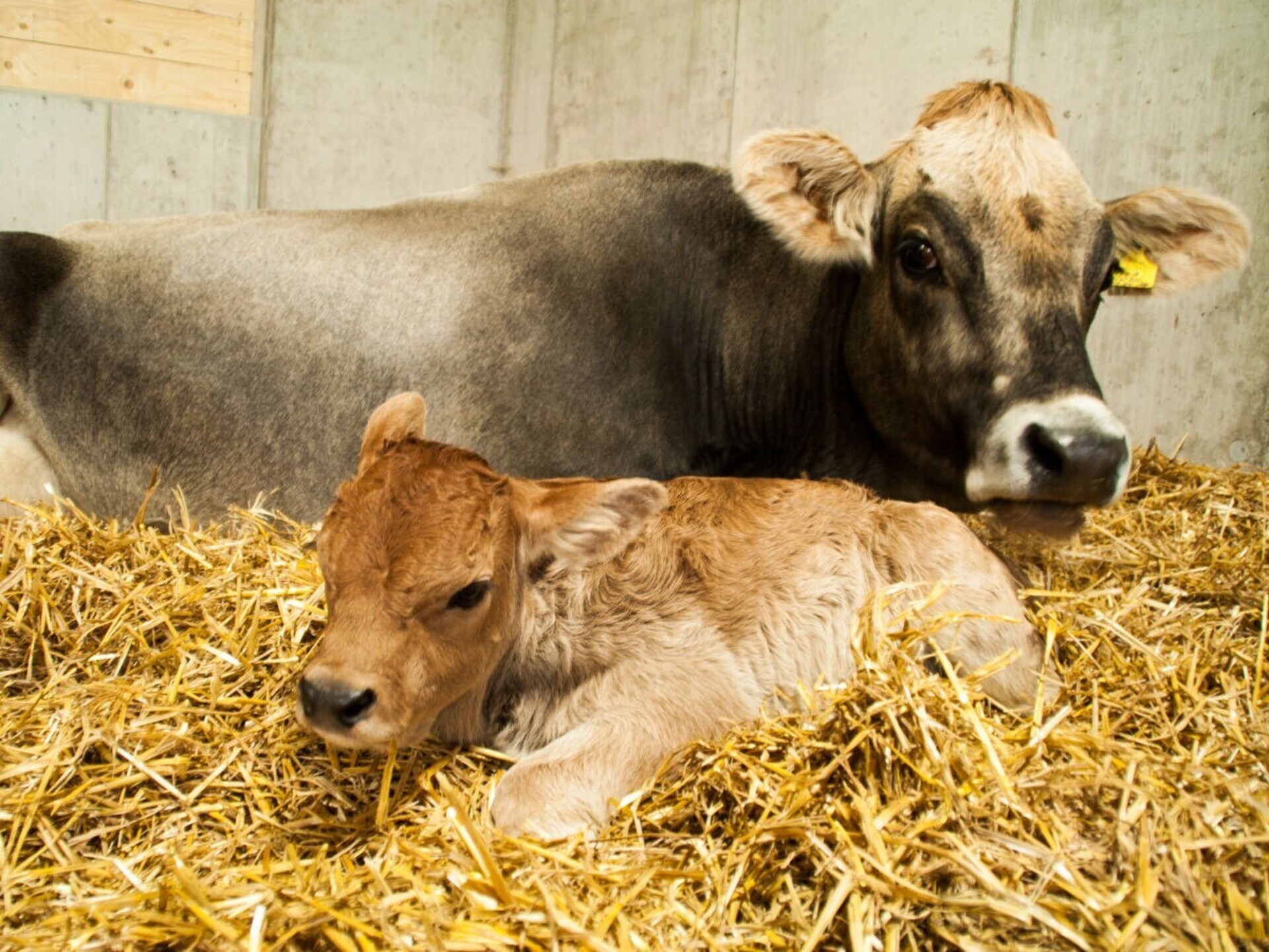 Knus Hayloft Appartement op Biologische Boerderij in Gsiesdal - foto 17