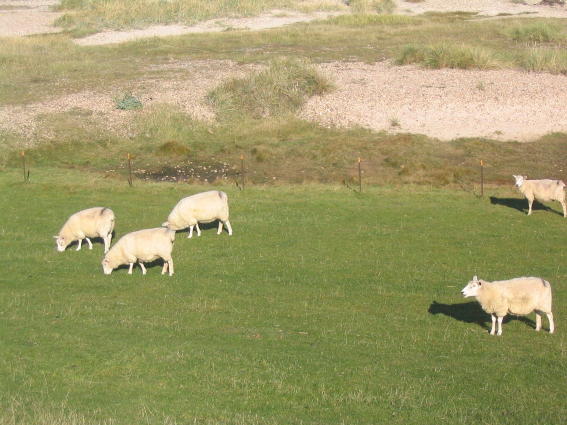 Zonnig vakantiehuis met terras op het zuiden in Borgsum, vlakbij het strand - foto 15