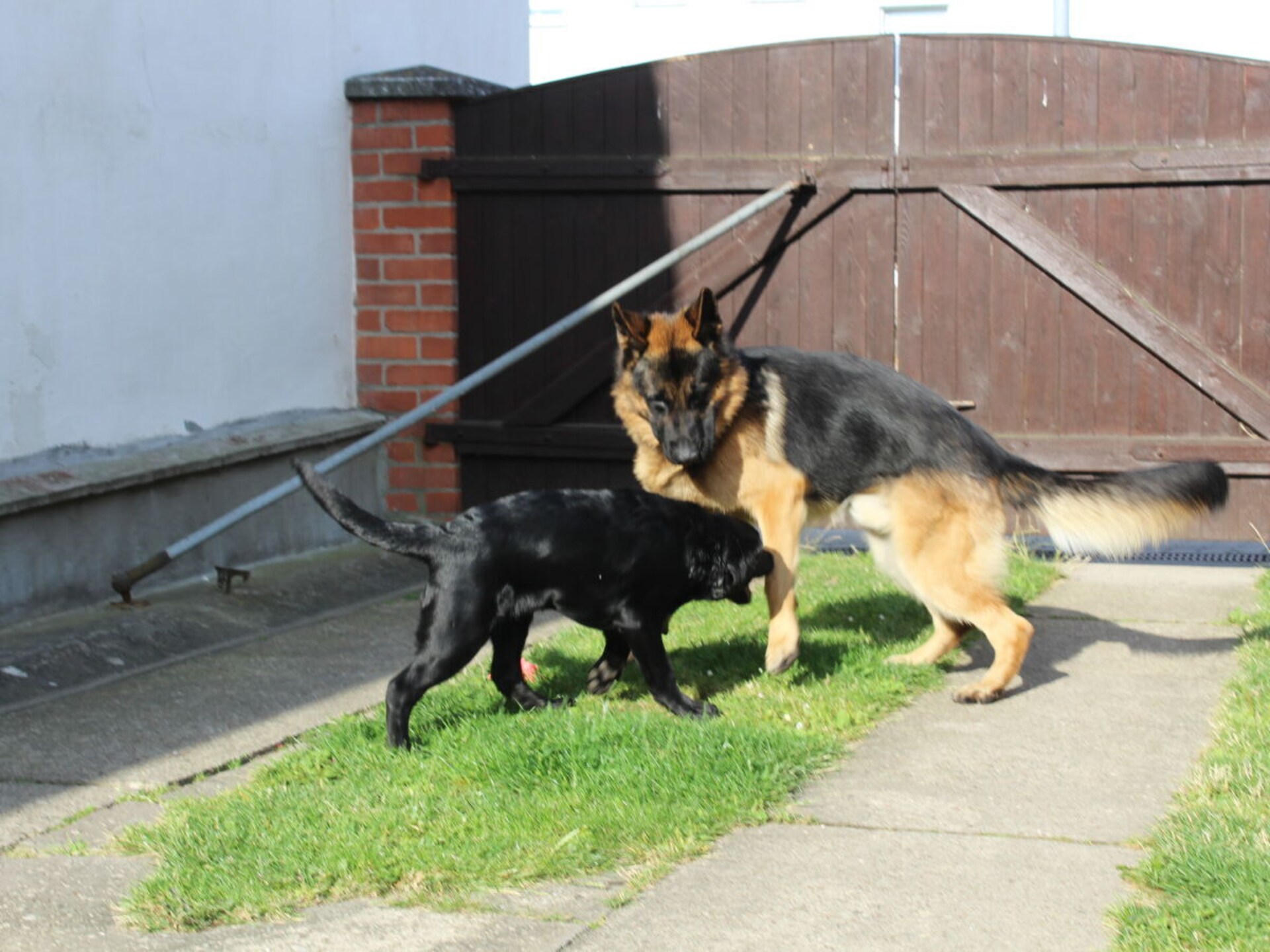 Knusse bungalow met omheinde tuin in Garz – honden welkom - foto 32