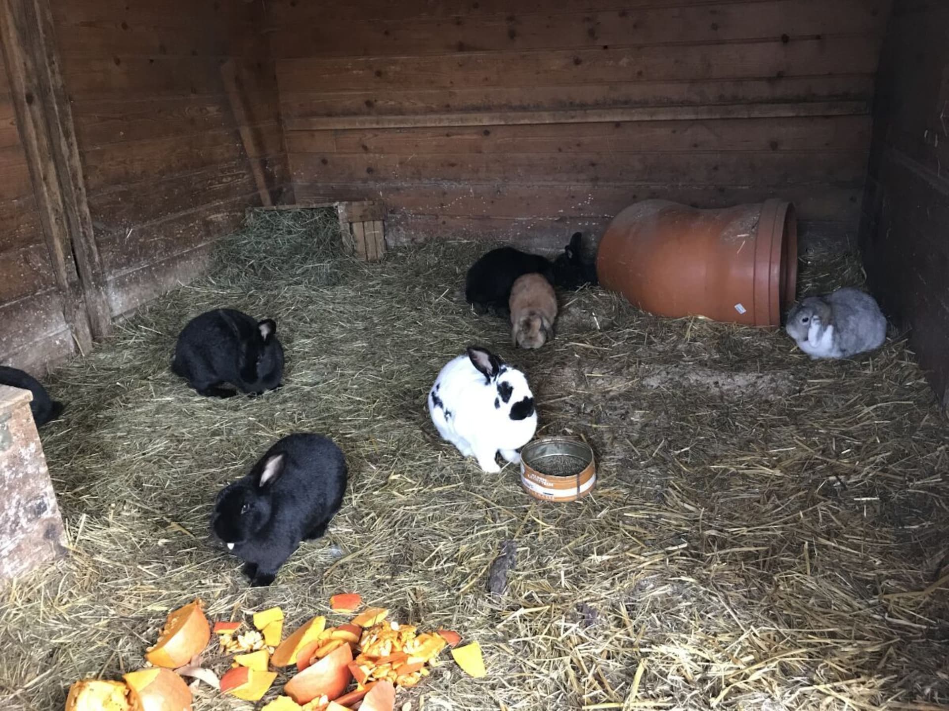 Op 500 m van de piste: Rustieke boerderij in centrum van Bichlbach - foto 11