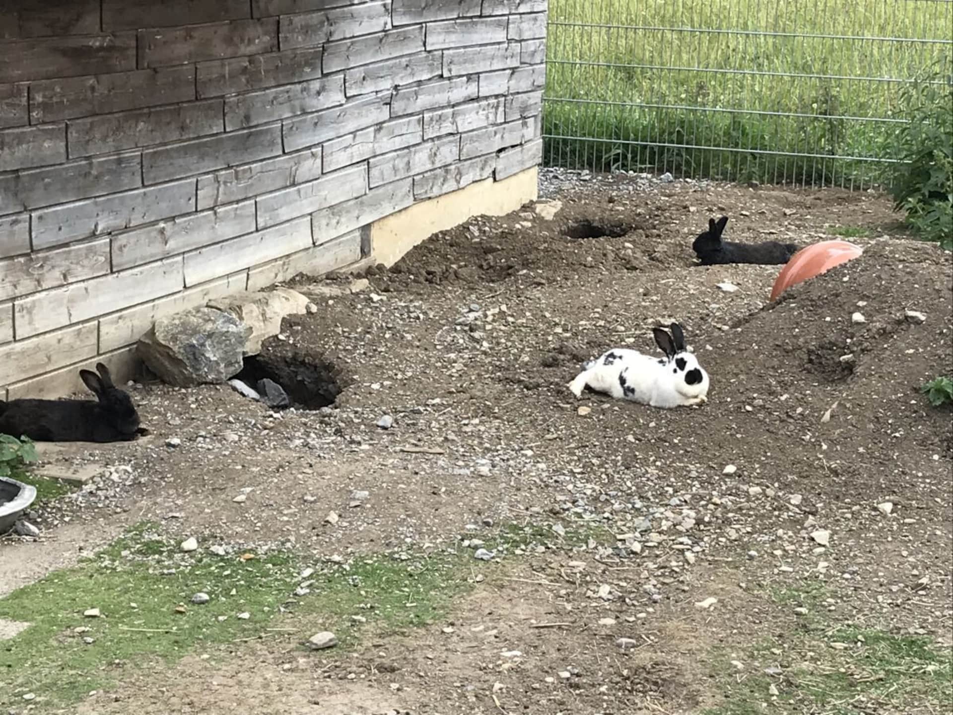 Op 500 m van de piste: Rustieke boerderij in centrum van Bichlbach - foto 12