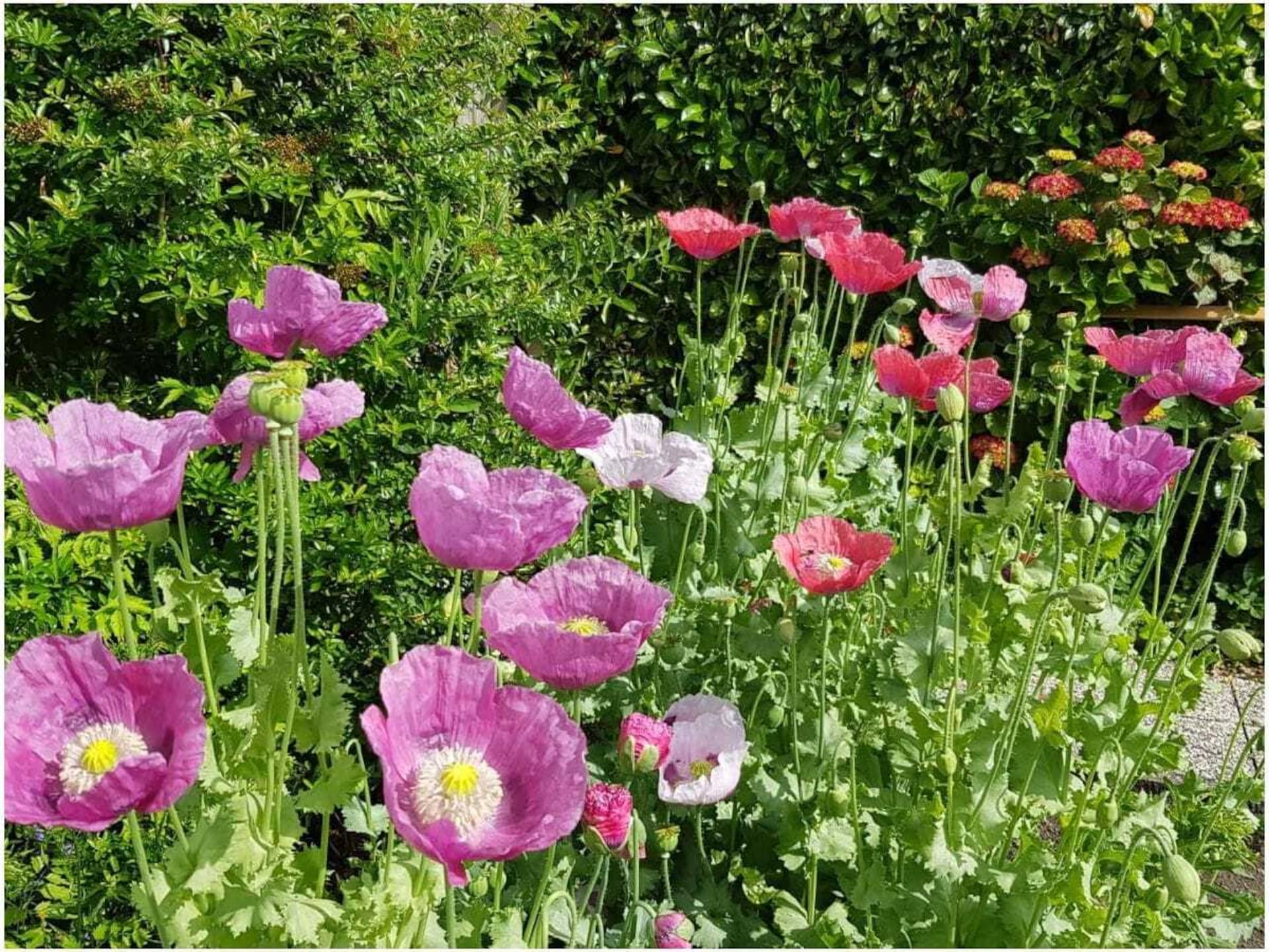 Gelijkvloers 4-persoons vakantiehuis met omheinde tuin in Adinkerke - foto 4