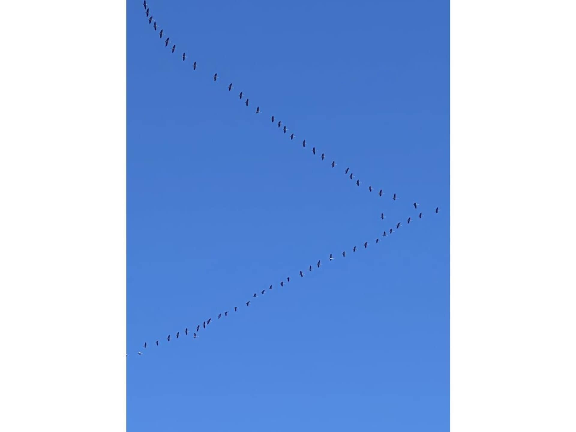 72869 - foto 11