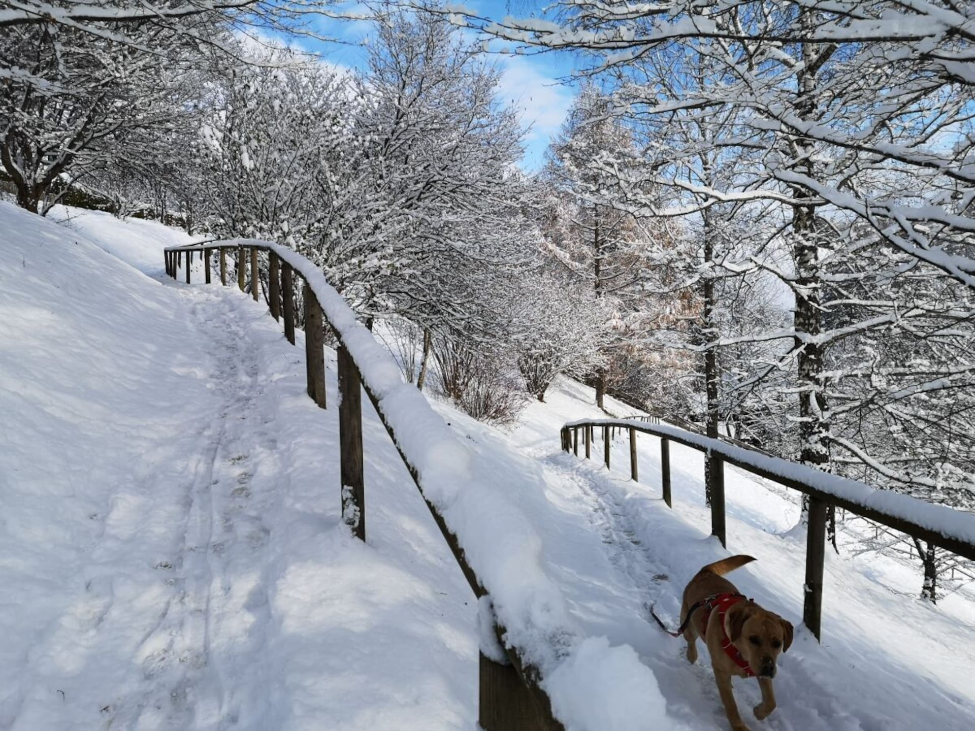 Vakantiehuis op 1,5 km van de piste in het centrum van Nesselwang - foto 23