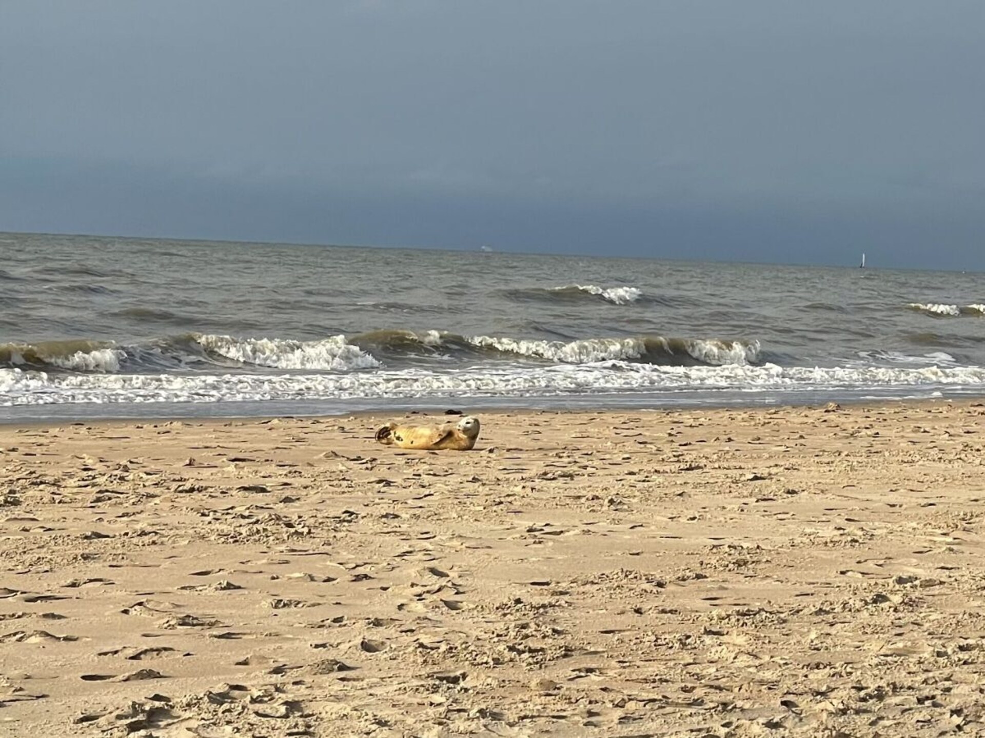 Appartement in het centrum van De Haan met zwembad en strand dichtbij - foto 33