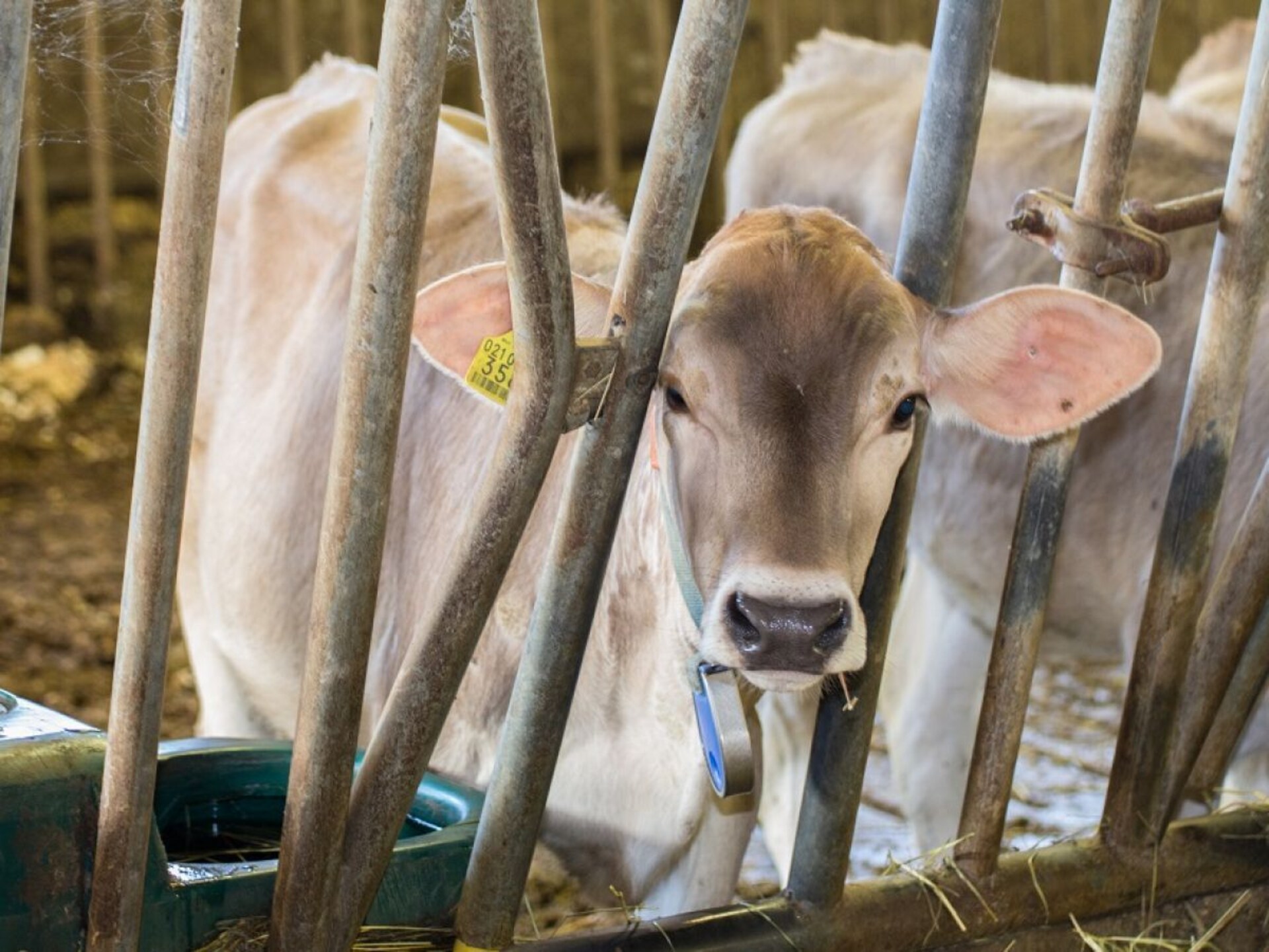Sfeervol vakantiehuis met uitzicht op het Latemargebergte in Völs am Schlern · 4 pers. - foto 4