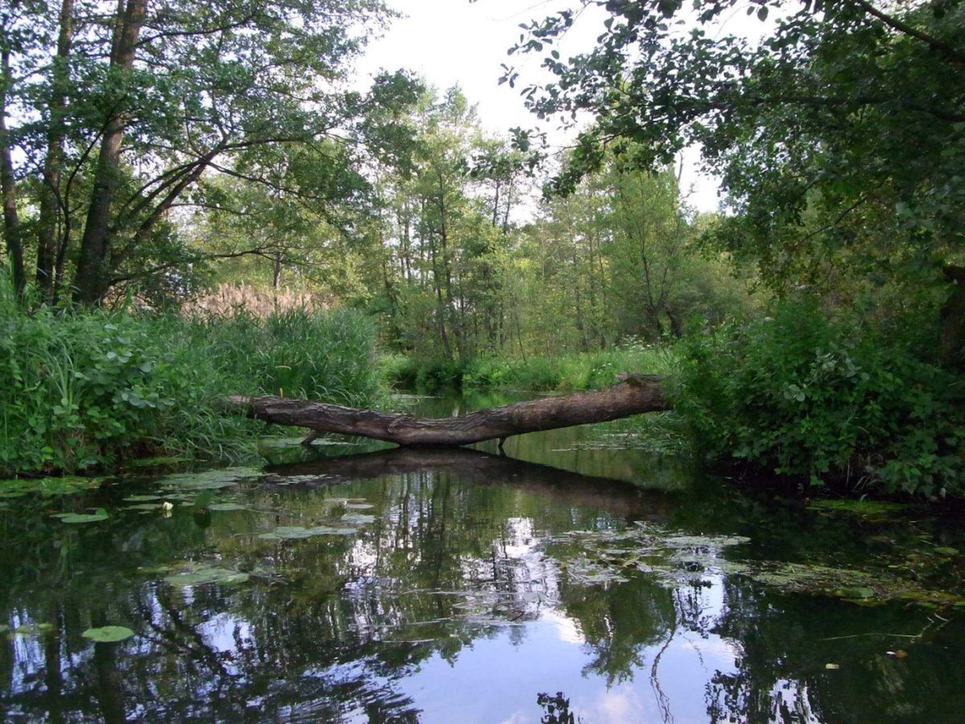 Modern vakantiehuis in Lübben aan de rand van de Spreewald - foto 11