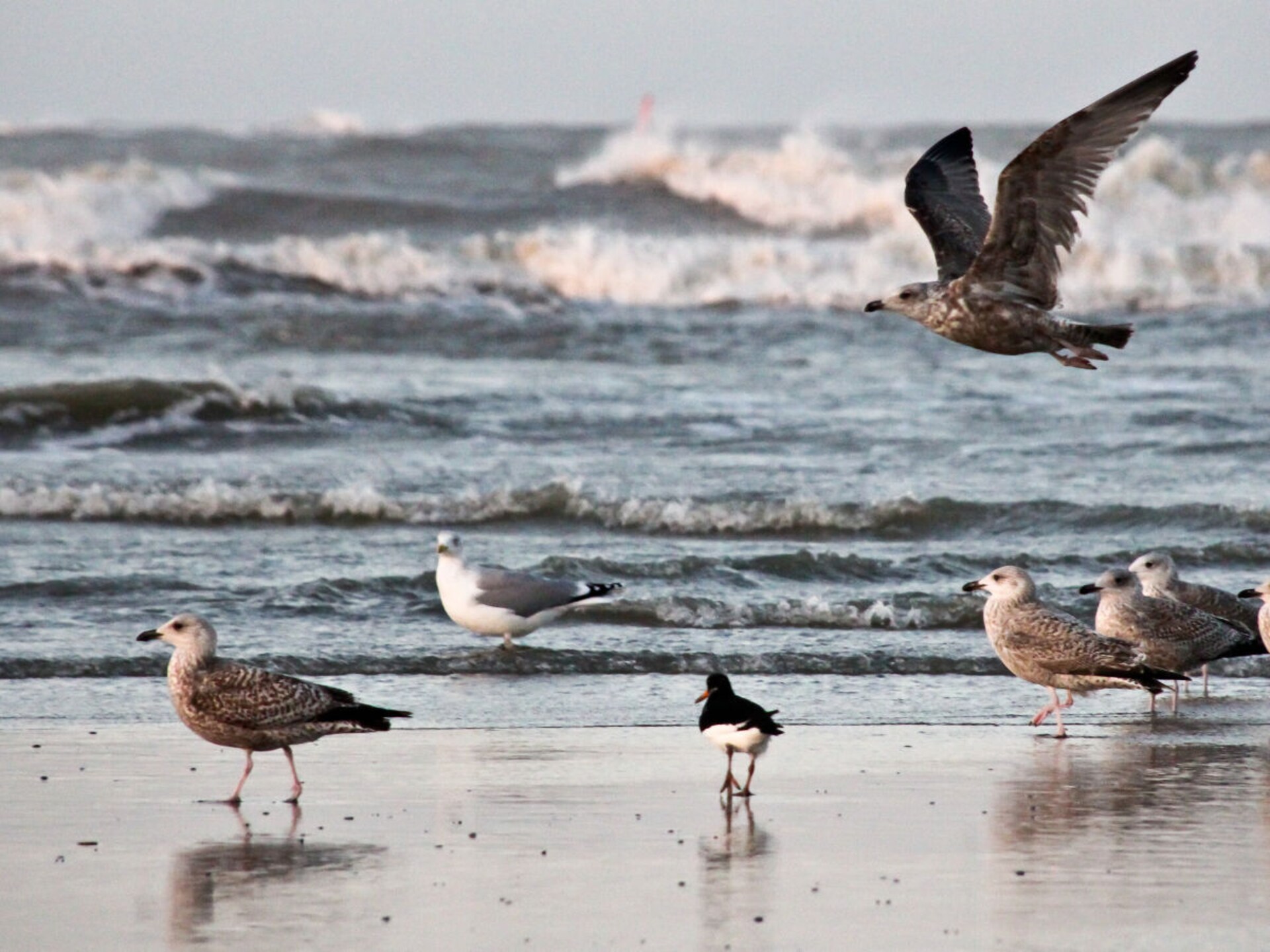 Sfeervol vakantiehuis Sandperle op het eiland Norderney - foto 18