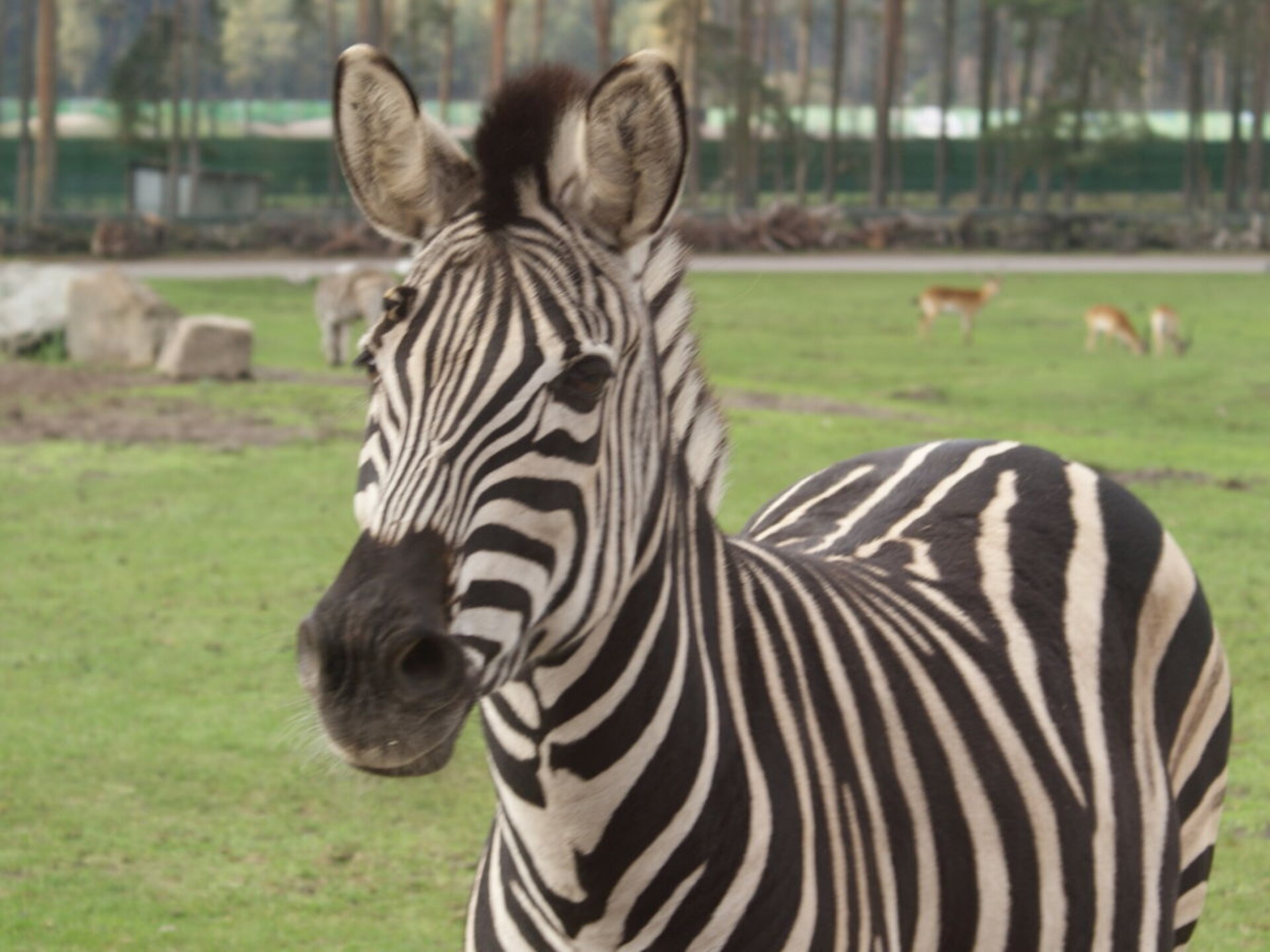 3-persoons vakantiehuis in het centrum van Walsrode - foto 17