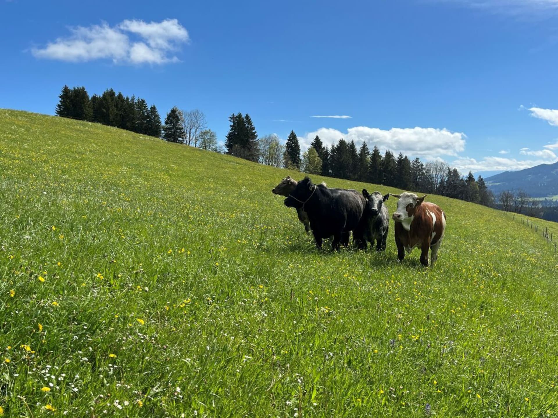 Stijlvol vakantiehuis in Wertach met bergzicht - foto 11