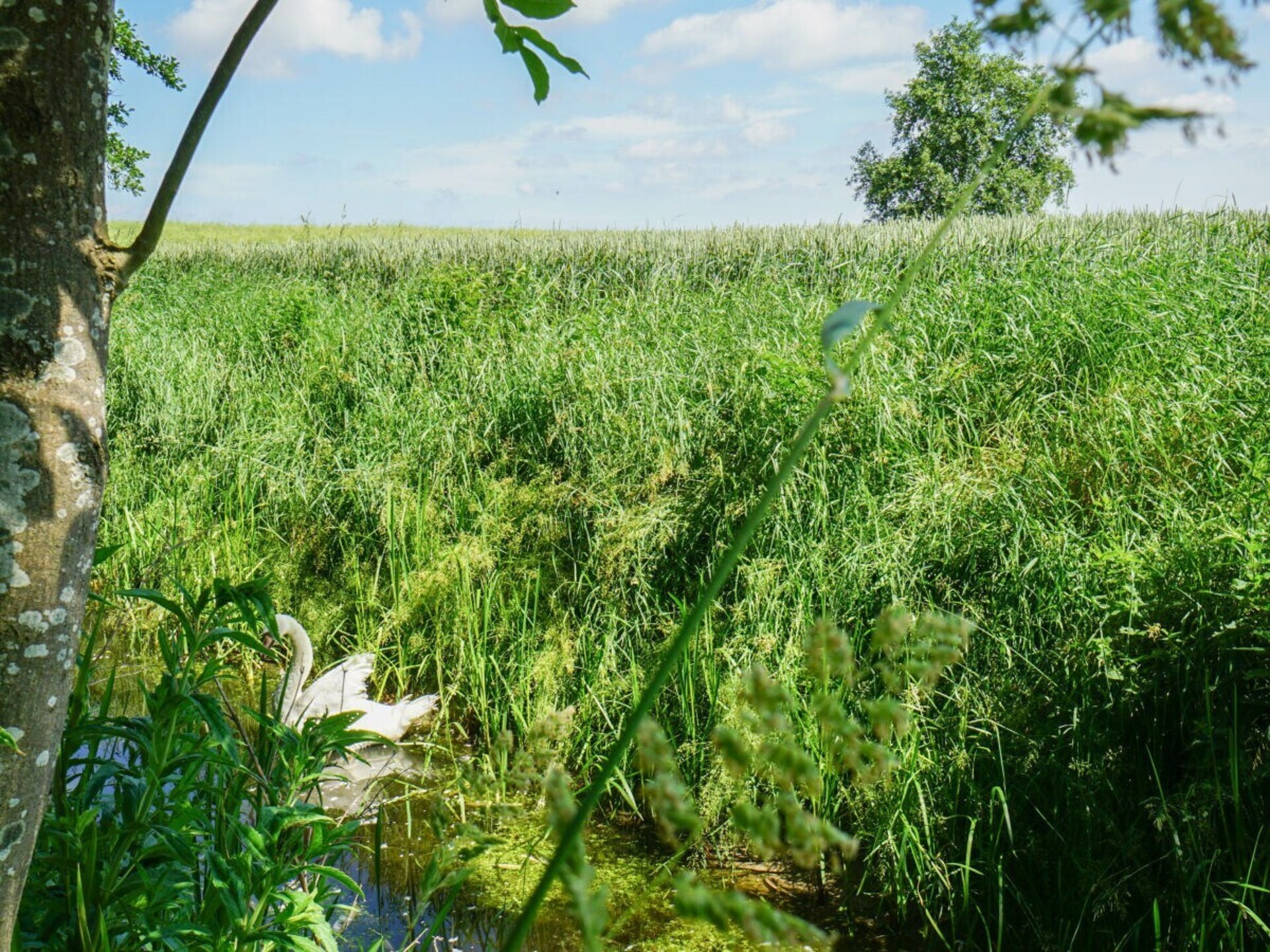 Exclusief landhuis met wellness aan de Wurster Nordseeküste - foto 24