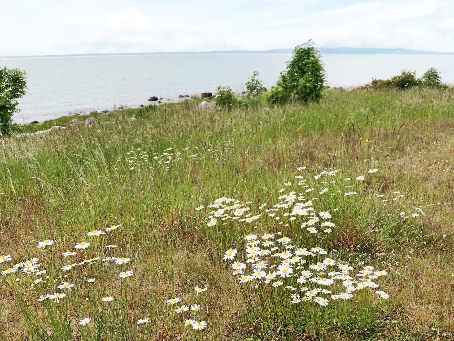 Sfeervol vakantiehuis in Båstad op loopafstand van het strand - foto 29