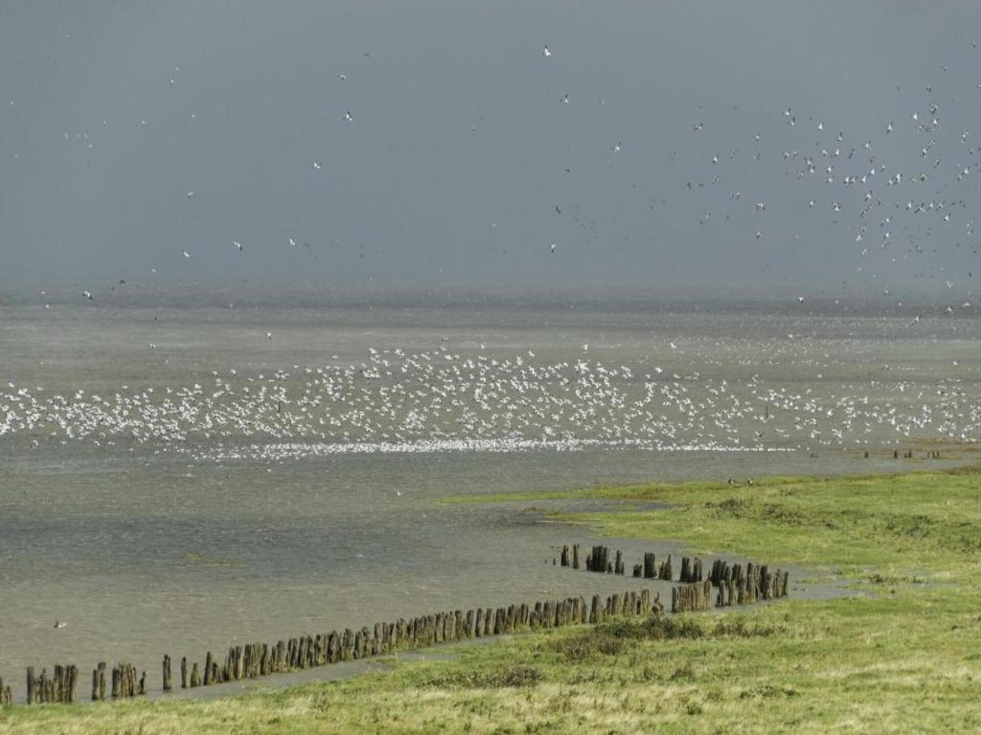 De Scholekster: Vrijstaand vakantiehuis aan het Lauwersmeer in Oostmahorn - foto 21