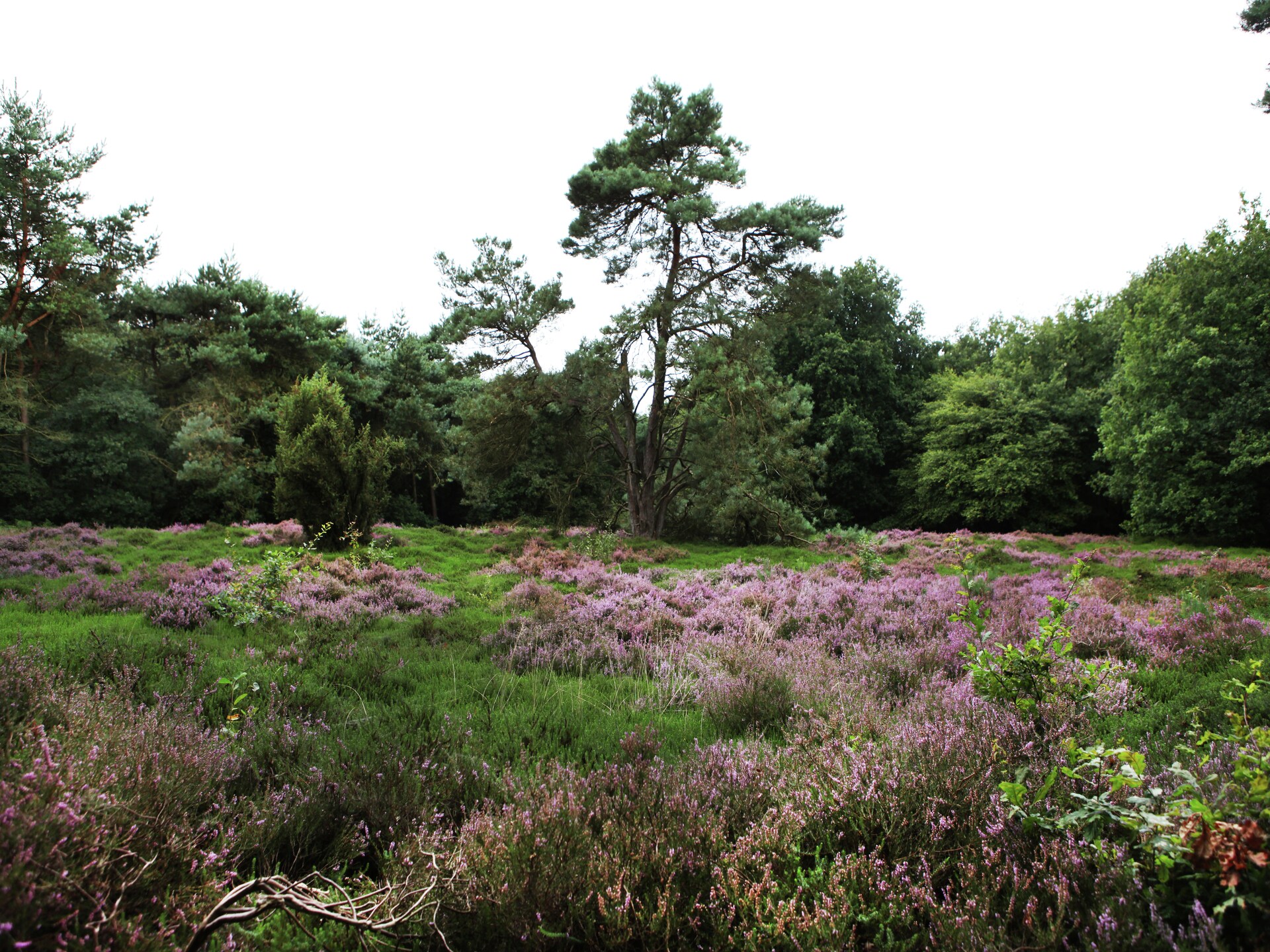 De Wildenberg: Authentiek vakantiehuis midden in Drentse bos op 20 hectare landgoed - foto 37