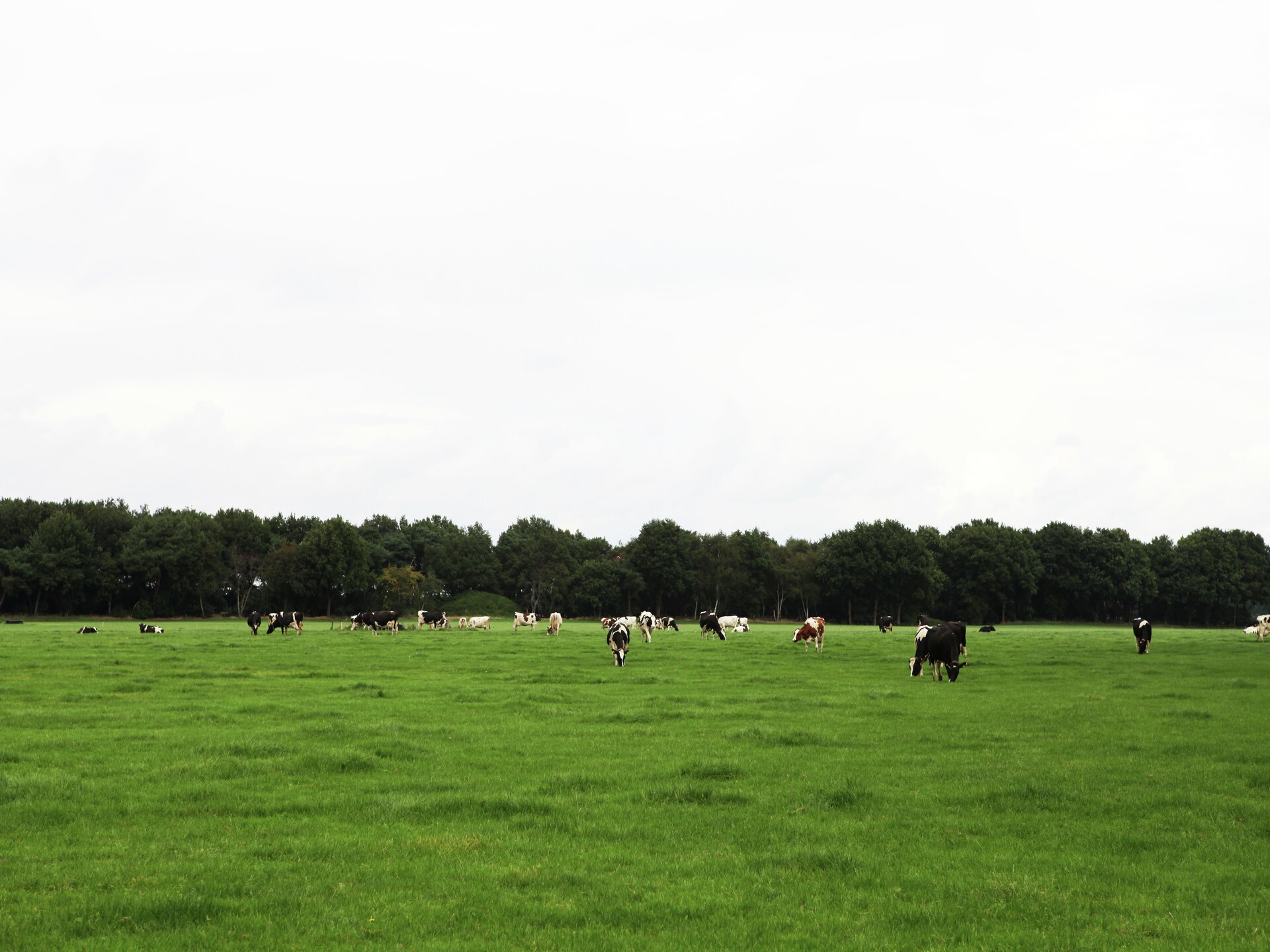 De Wildenberg: Authentiek vakantiehuis midden in Drentse bos op 20 hectare landgoed - foto 38