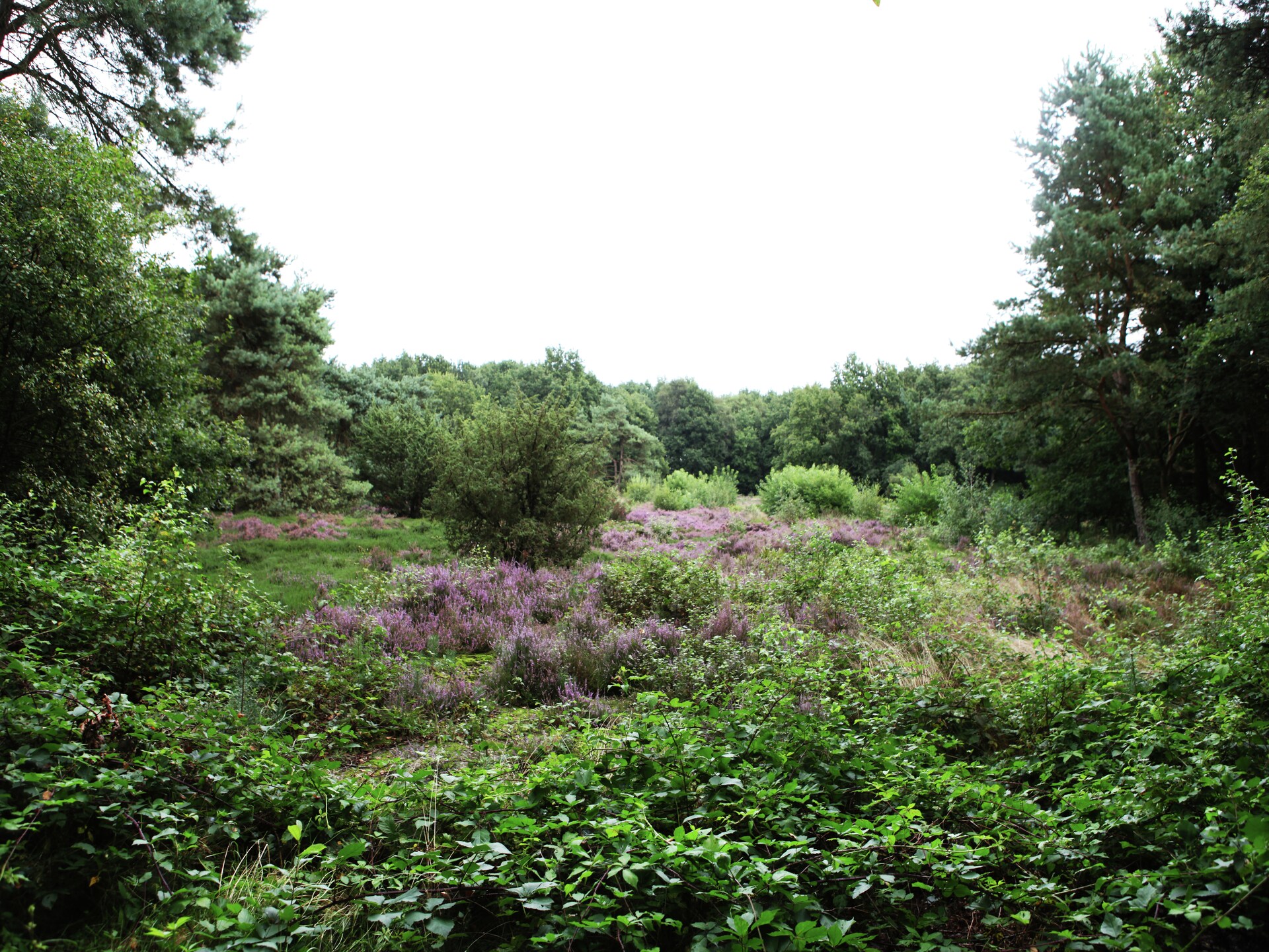 De Wildenberg: Authentiek vakantiehuis midden in Drentse bos op 20 hectare landgoed - foto 32