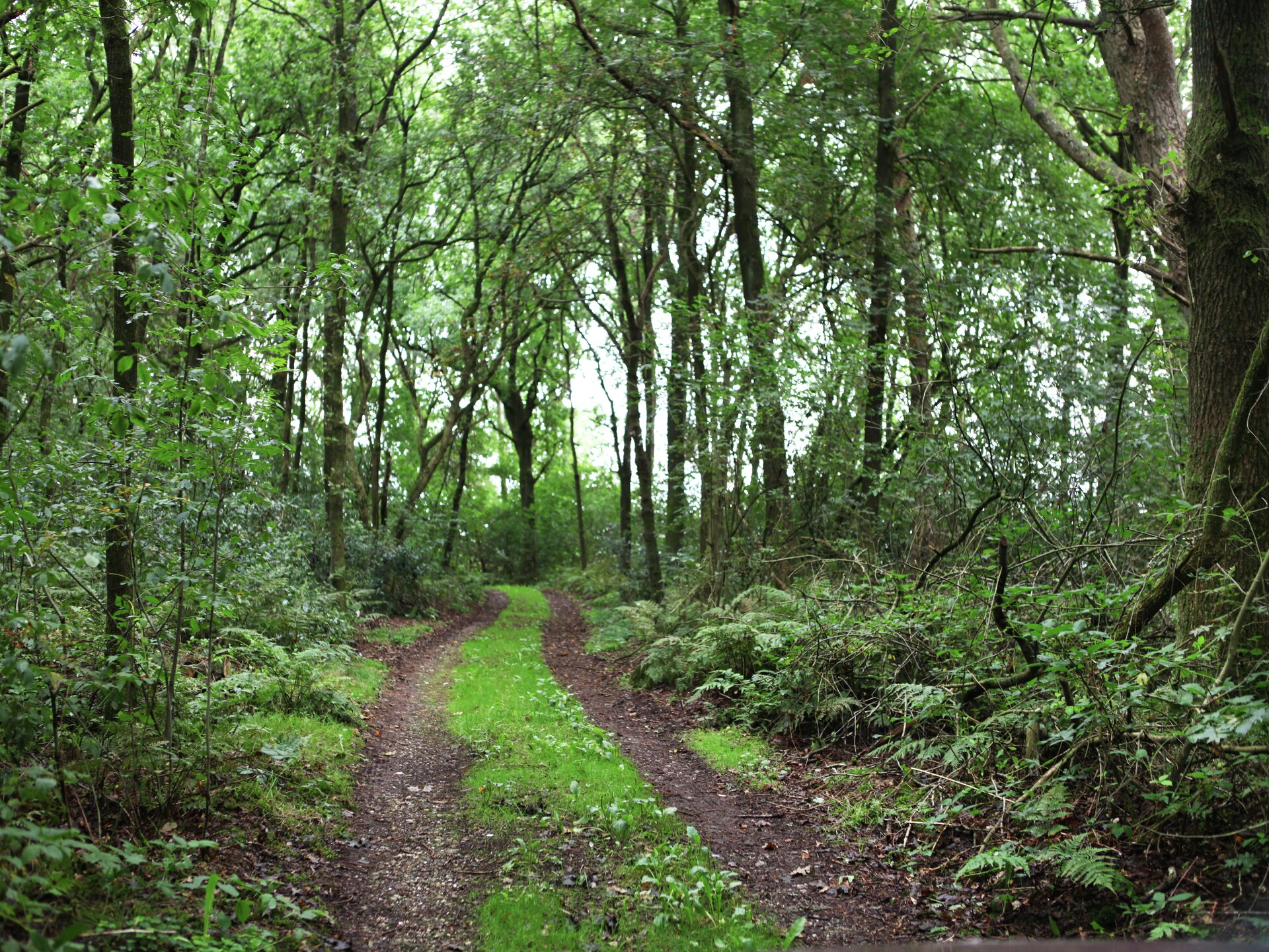 De Wildenberg: Authentiek vakantiehuis midden in Drentse bos op 20 hectare landgoed - foto 33