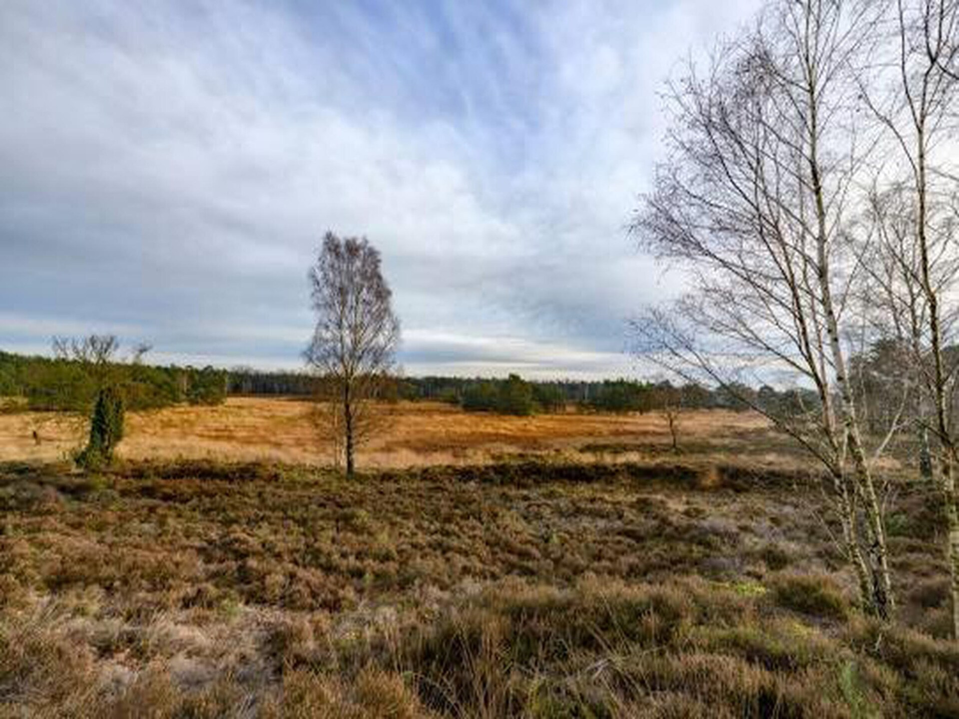 Vrijstaand boshuisje met tuin op Bospark de Schaapskooi, huisdieren welkom - foto 36