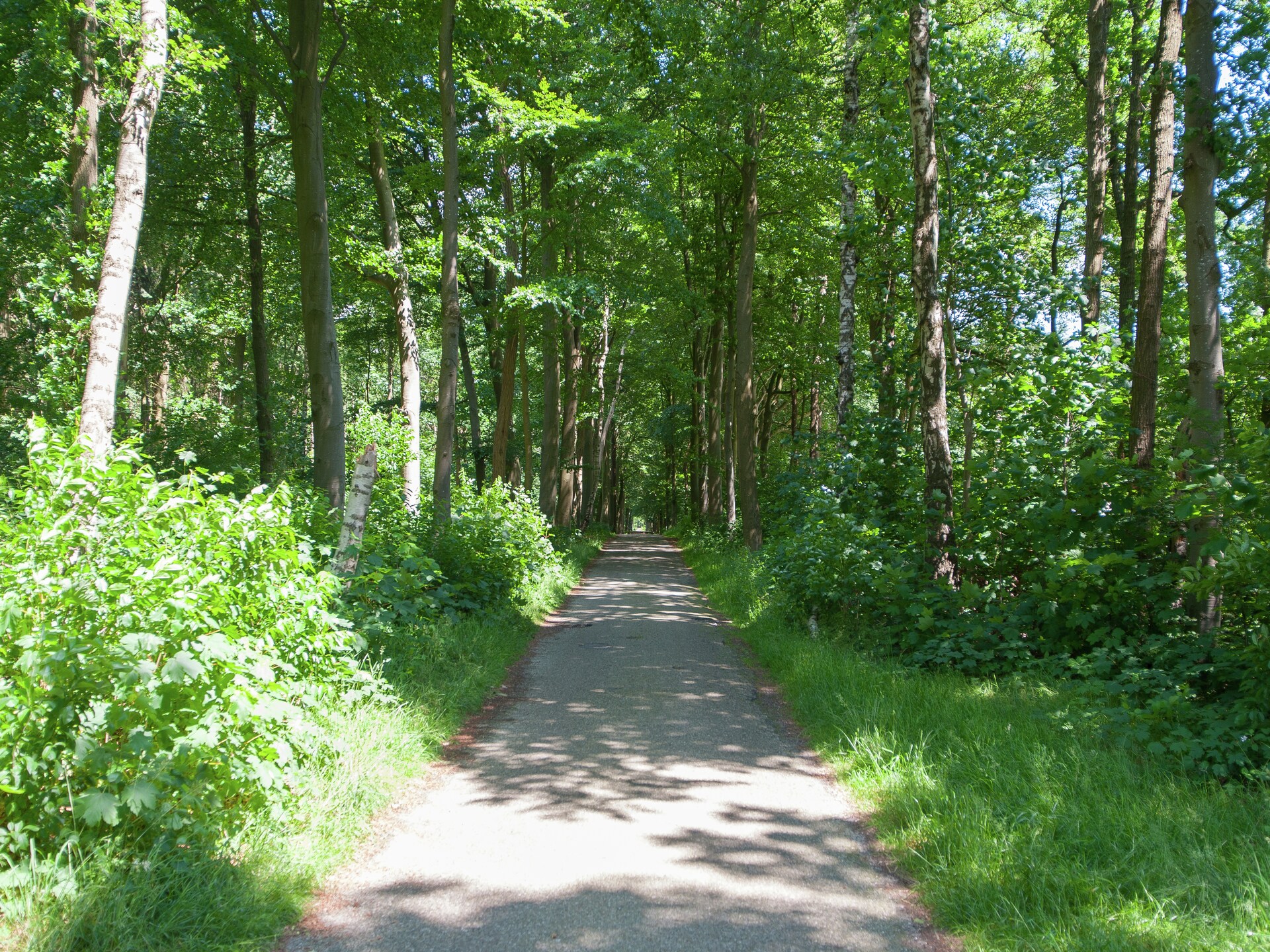 Vrijstaand boshuis De Meerkoet: natuur, comfort en huisdierplezier in Friesland - foto 25