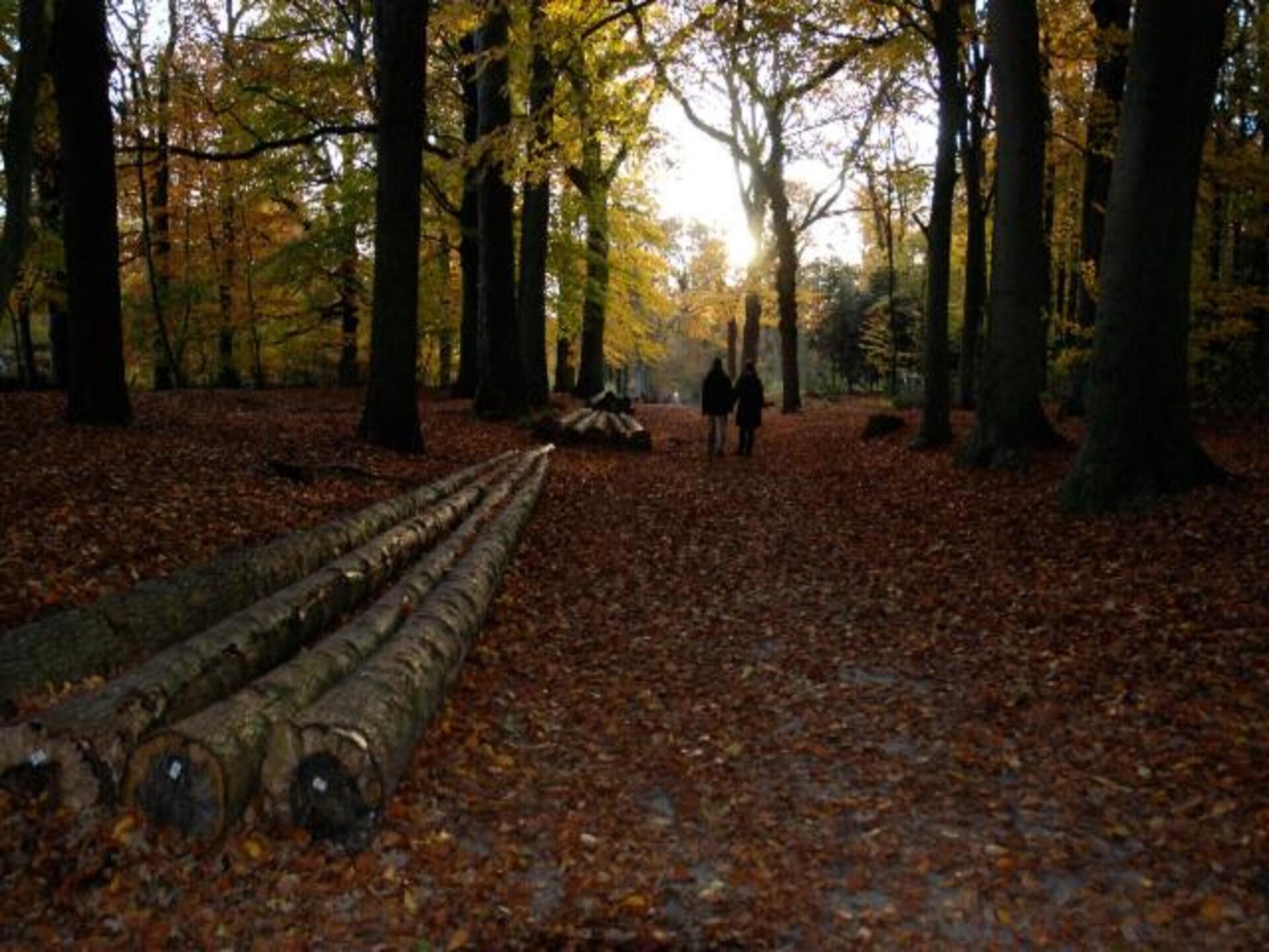 Vrijstaand boshuis De Meerkoet: natuur, comfort en huisdierplezier in Friesland - foto 36