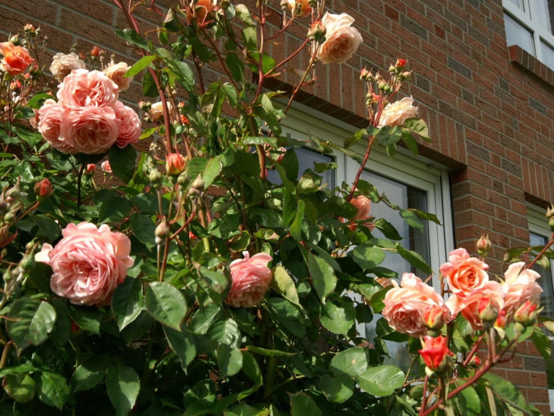 22010 - foto 4