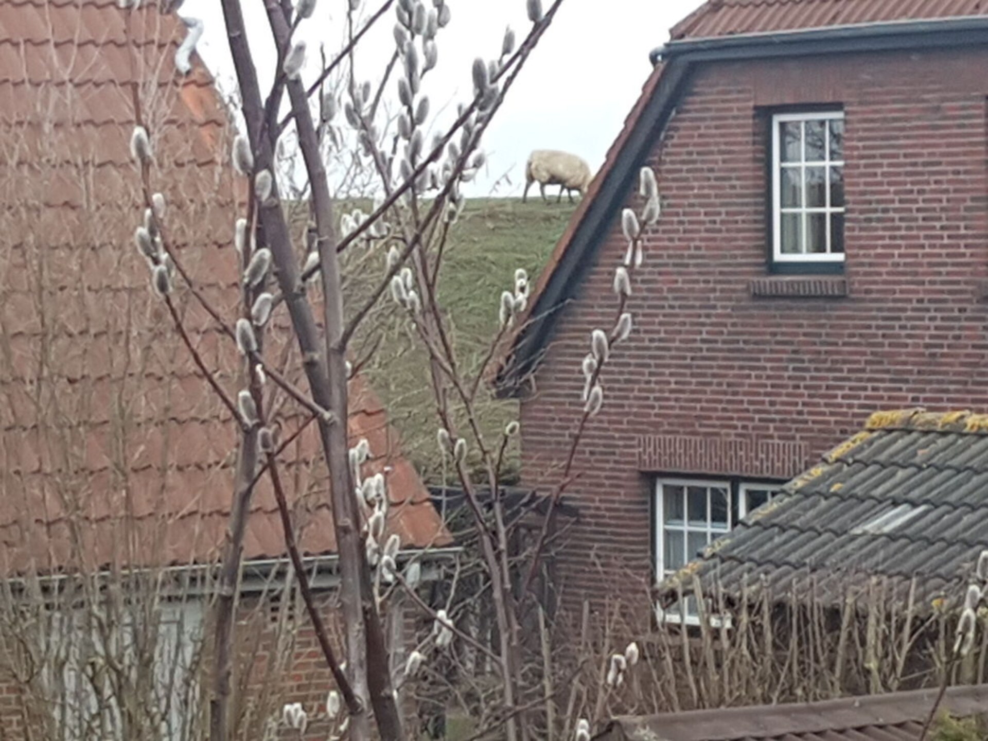 274937 - foto 6