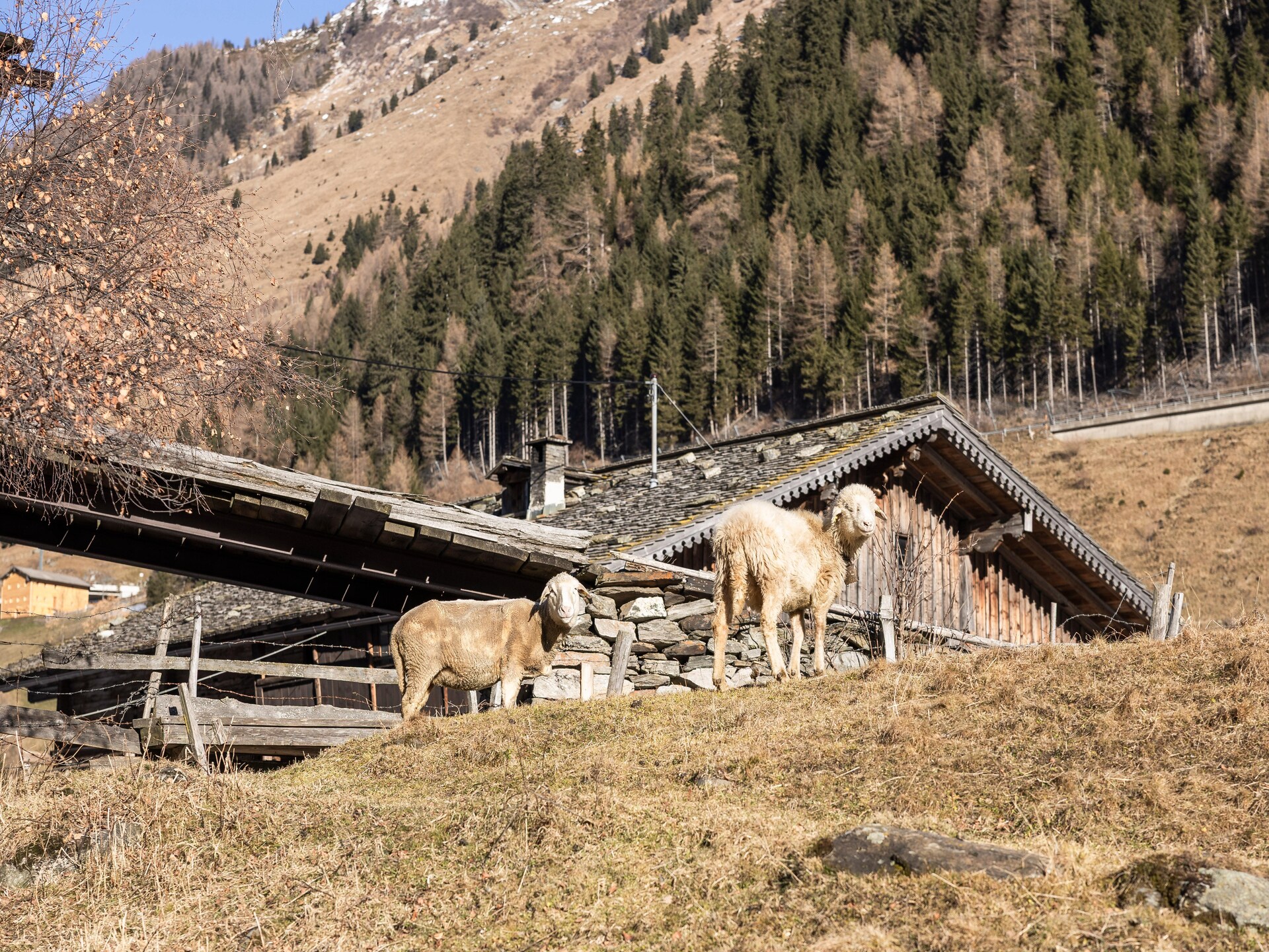 Stallhaus - foto 16