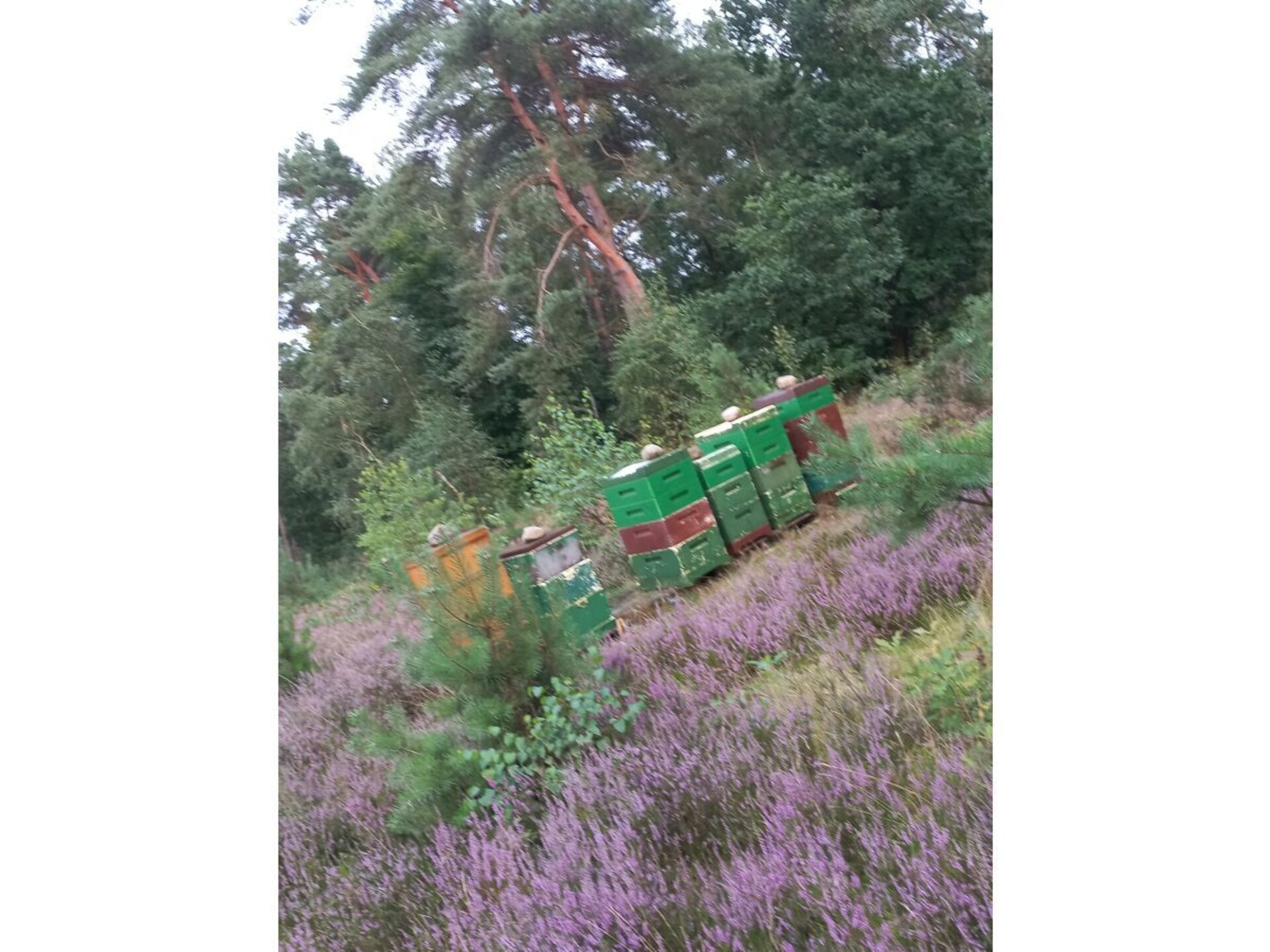 53231 - foto 20