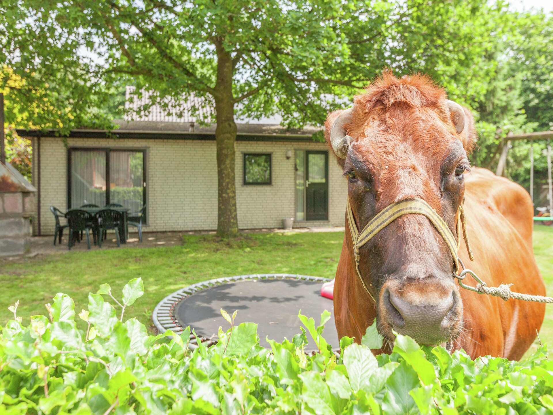 Sfeervol chalet Zonnedauw: bosrijk genieten in Uden voor 4 personen - foto 26