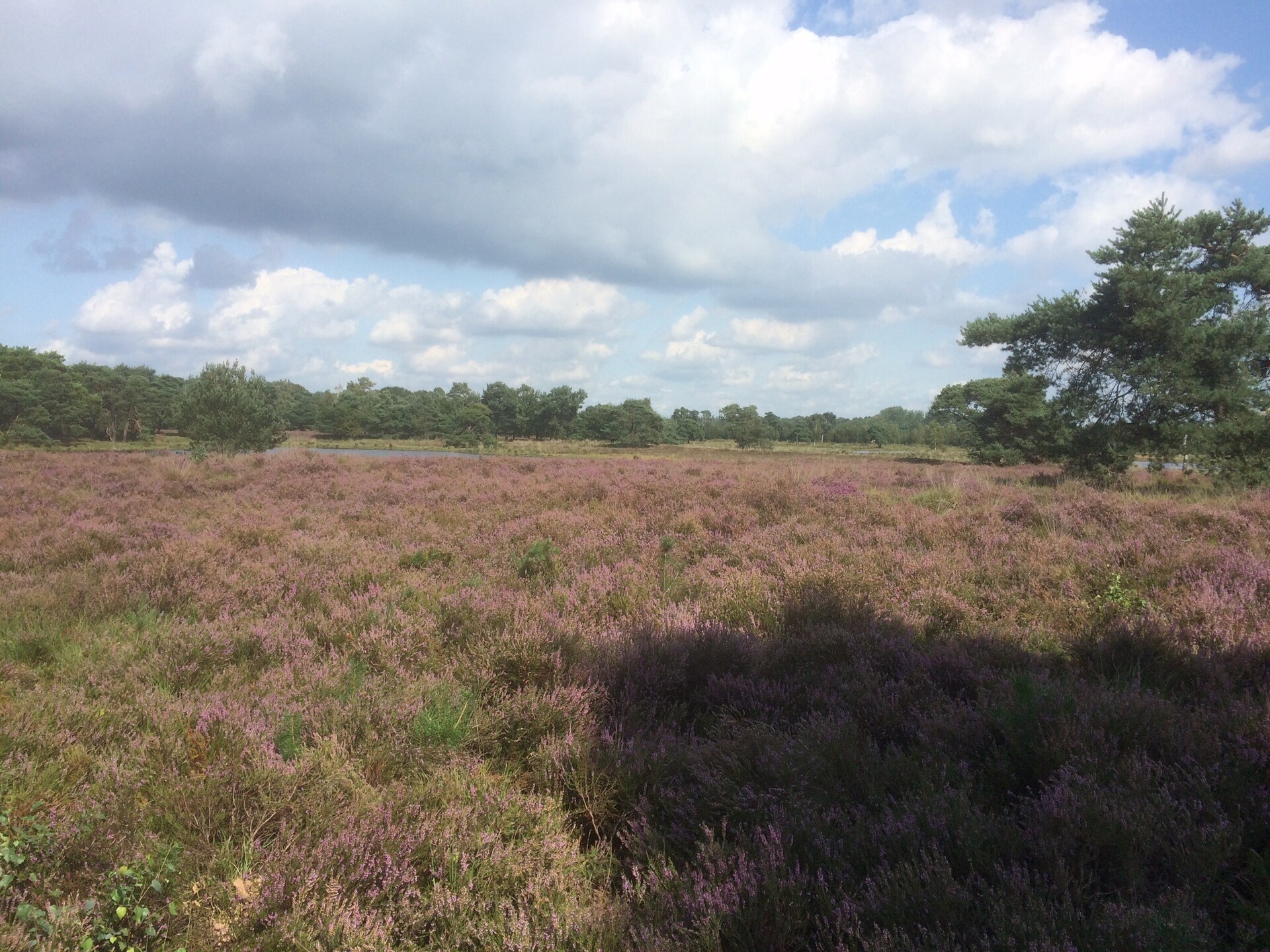 Romantische boerderij De Maaijen: rust, natuur en open haard in Ulicoten - foto 29