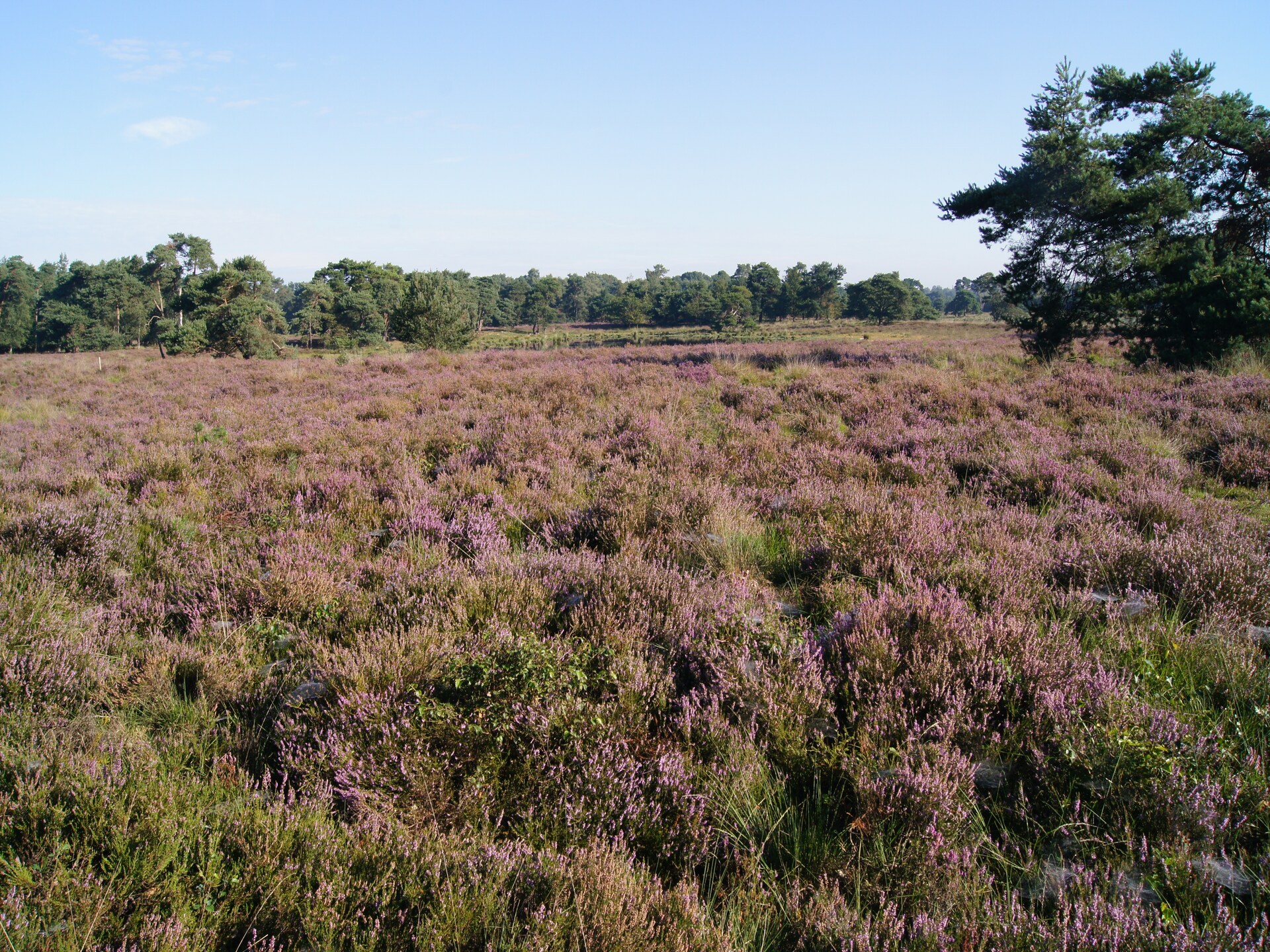 Romantische boerderij De Maaijen: rust, natuur en open haard in Ulicoten - foto 27
