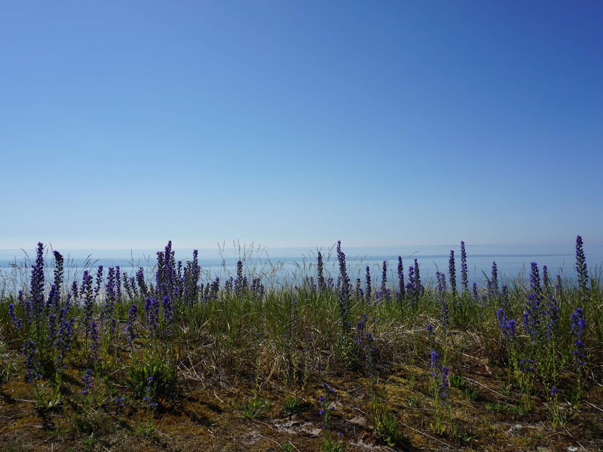 66390 - foto 11