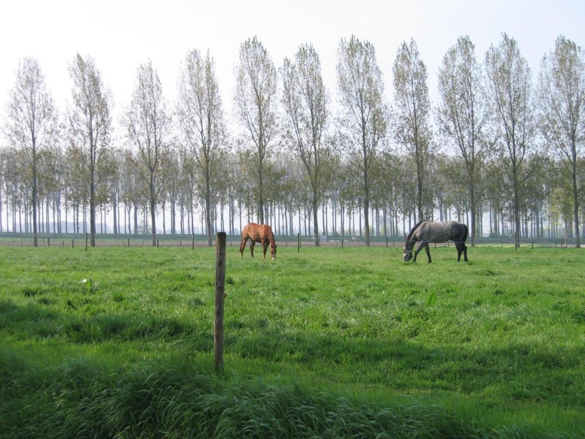 De Hooizolder: Ruim boerderijappartement in Zeeuws Eede voor 12 personen - foto 19