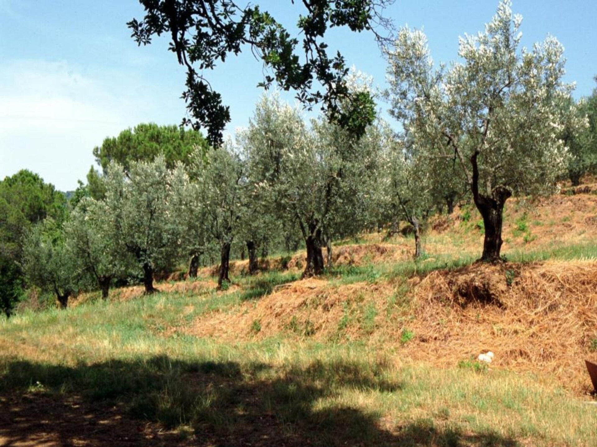 Authentieke Toscaanse boerderij Fiordaliso in Castiglion Fiorentino - foto 31