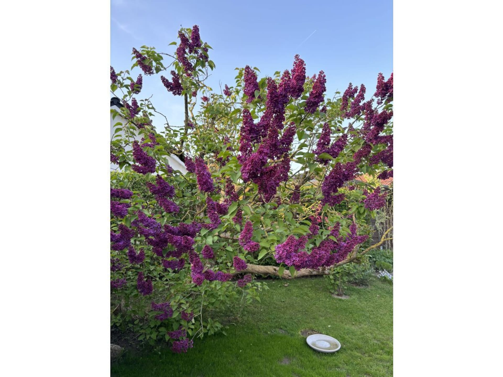 56682 - foto 5