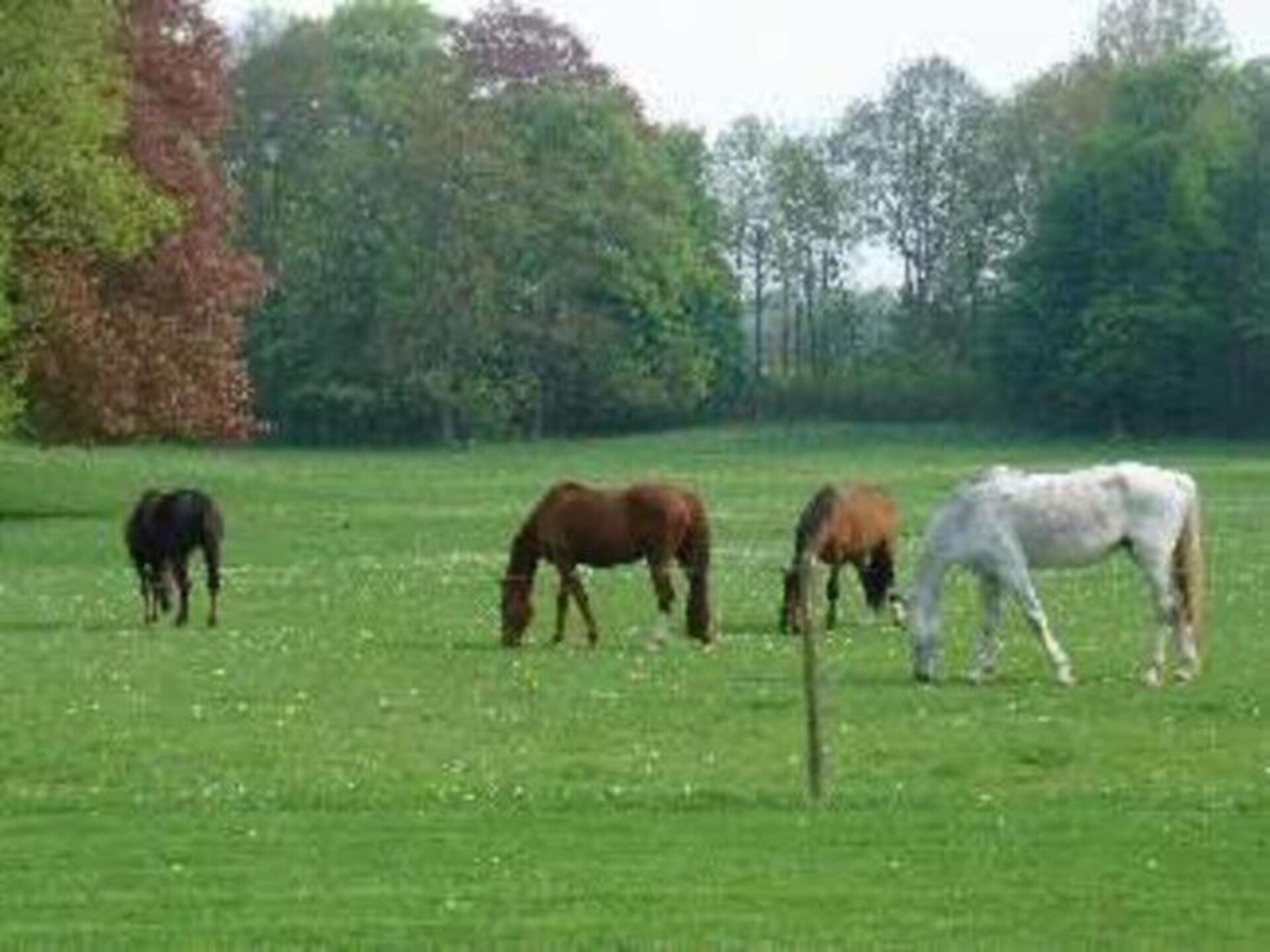 9-persoons vakantiehuis met tennisbaan en tuin in Barvaux-En-Condroz - foto 31