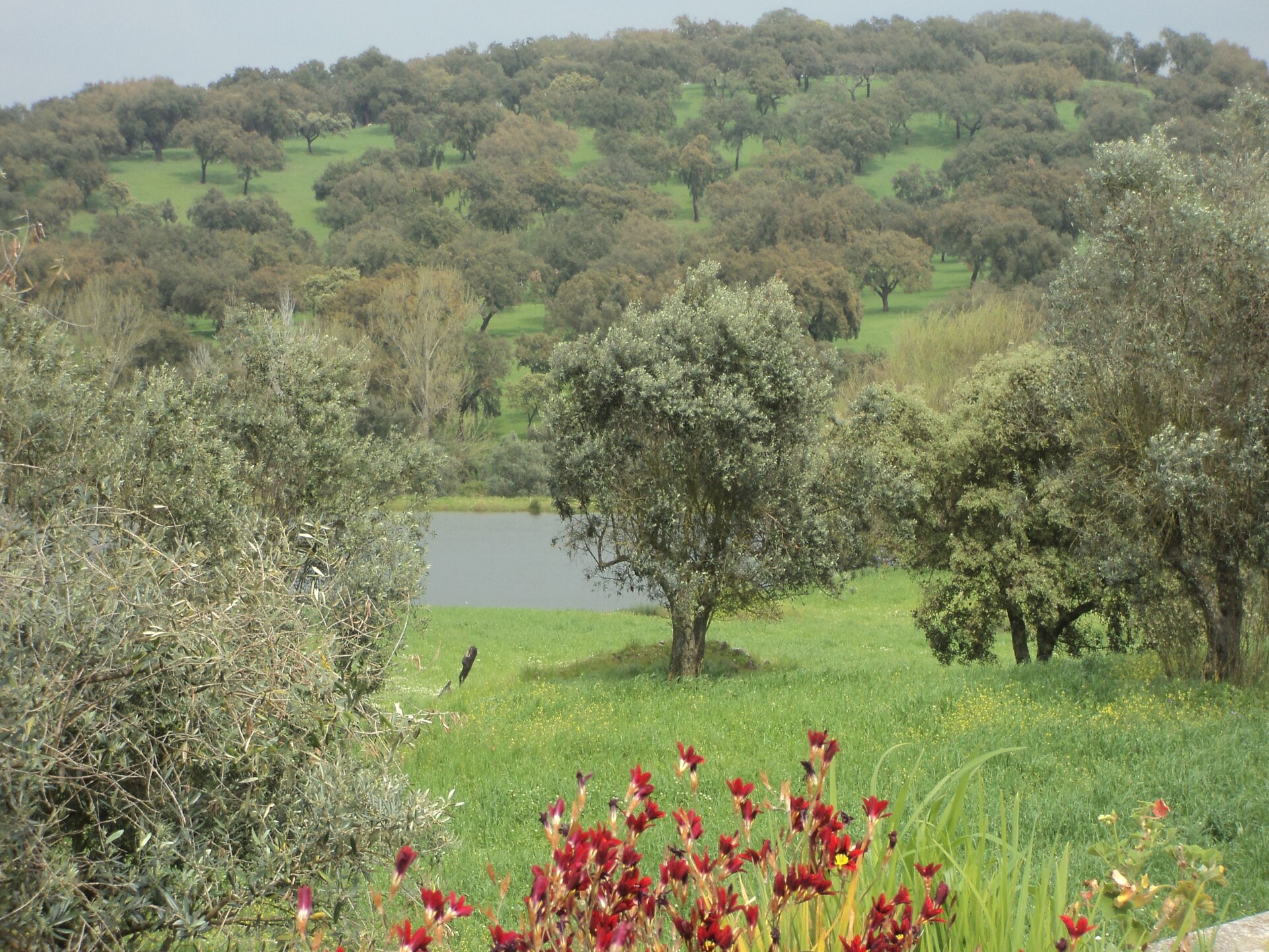Rolstoelvriendelijk vakantiehuis op het Portugese platteland bij Montemor-o-Novo - foto 19