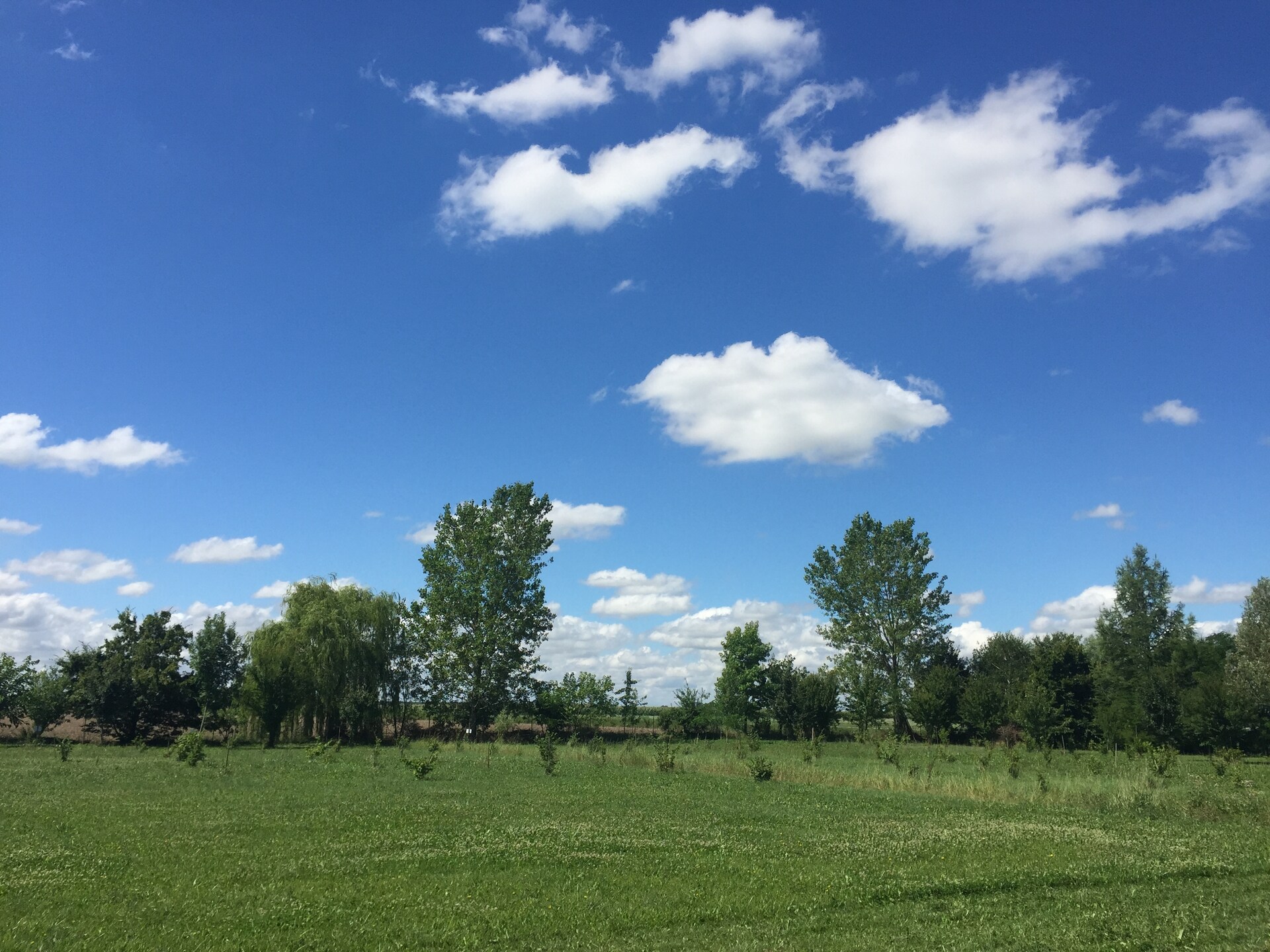 Rustieke boerderij met zwembad en park in het Venetiaanse platteland - foto 32