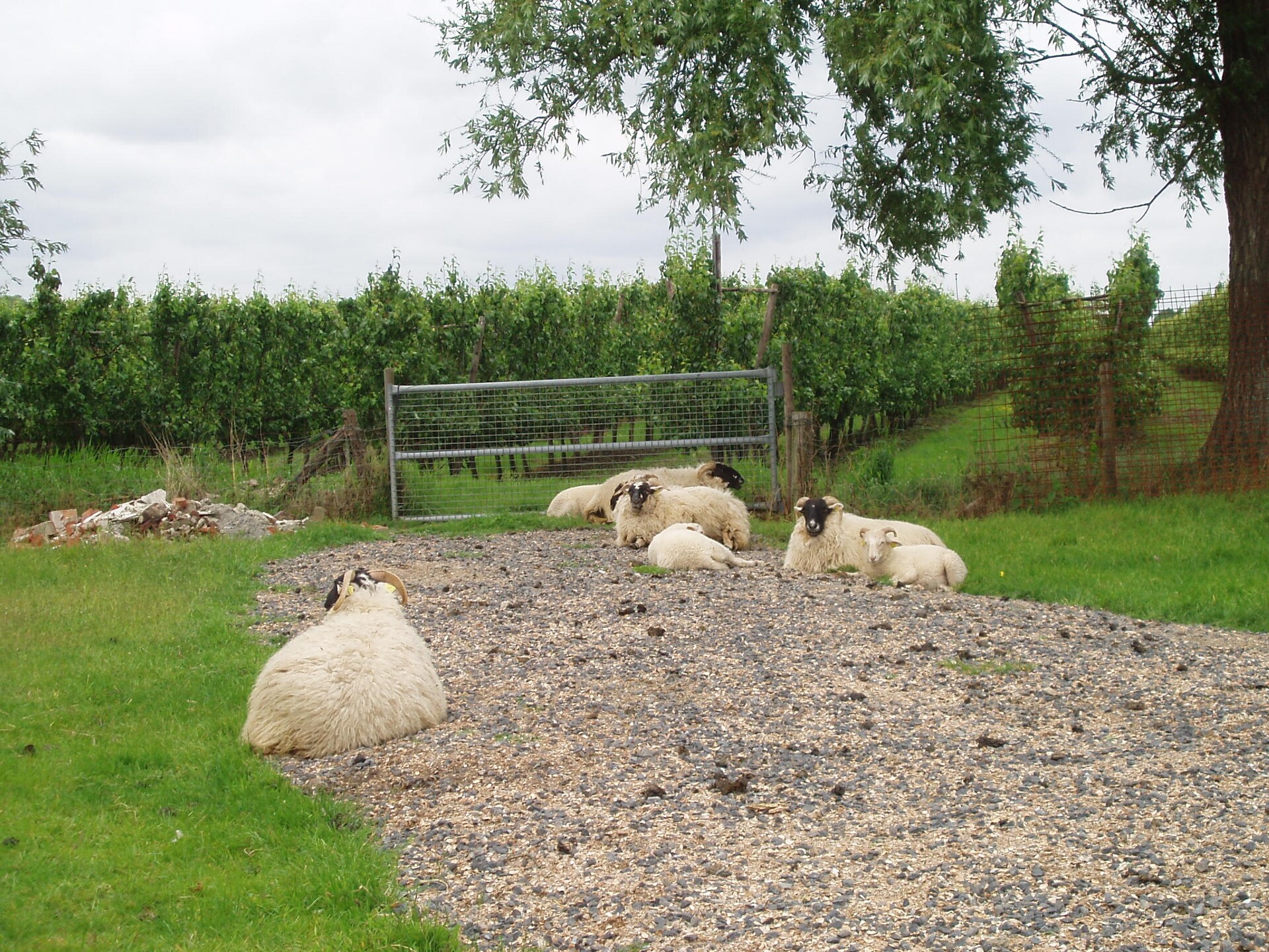 Ruime boerderij 't Groothuus in Eede – 12 personen, hondvriendelijk, omheinde tuin - foto 14