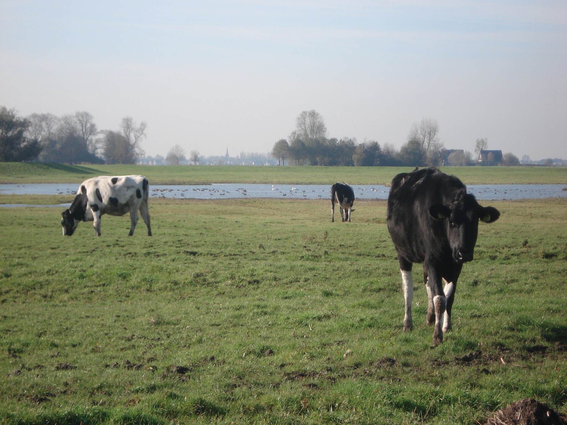 Pronkkeamer Skrins: authentiek vakantiehuis in het Friese boerenland - foto 25