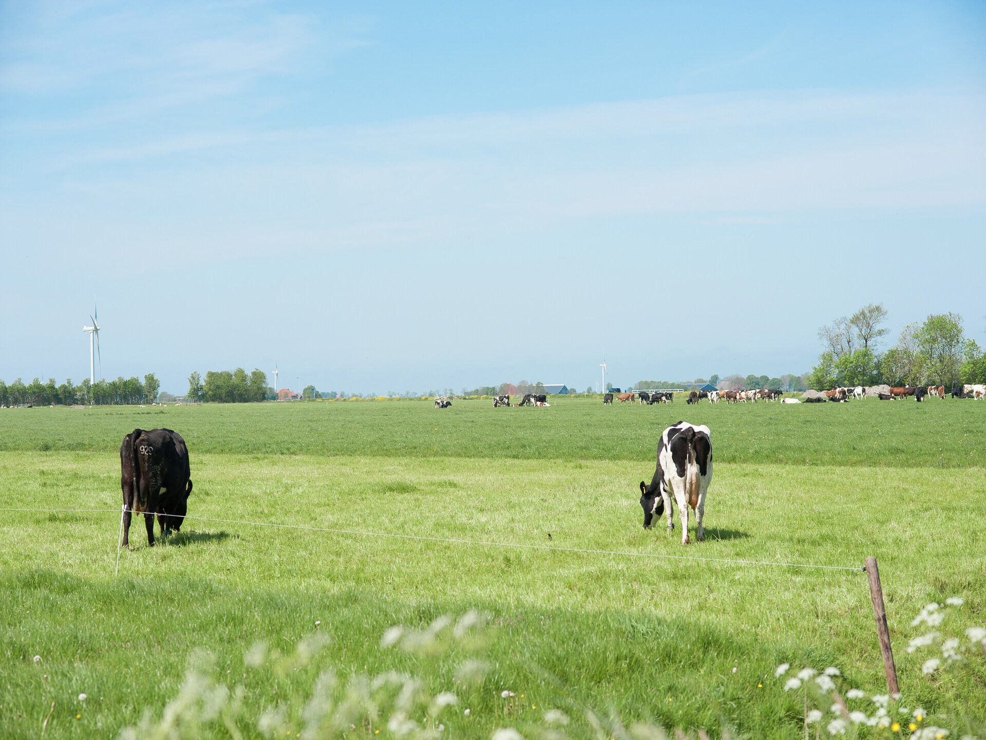 Pronkkeamer Skrins: authentiek vakantiehuis in het Friese boerenland - foto 34