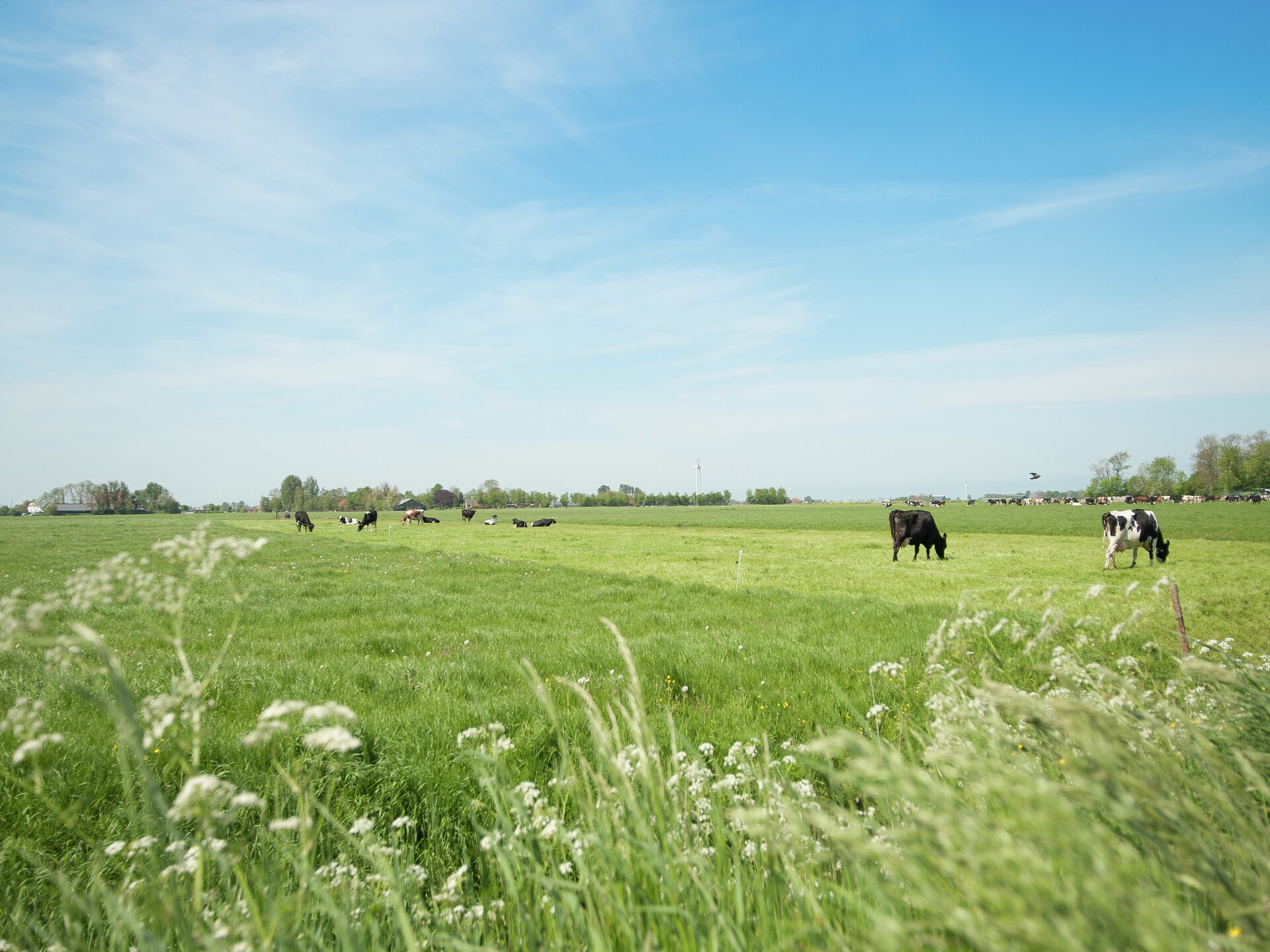 Pronkkeamer Skrins: authentiek vakantiehuis in het Friese boerenland - foto 22