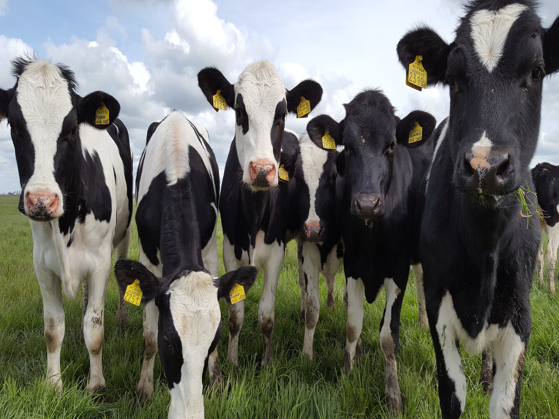 Pronkkeamer Skrins: authentiek vakantiehuis in het Friese boerenland - foto 24
