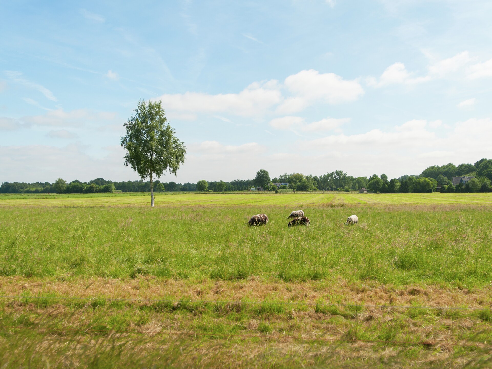 Ruime boerderij in Waskemeer: rust, natuur en ruimte voor 15 personen - foto 28