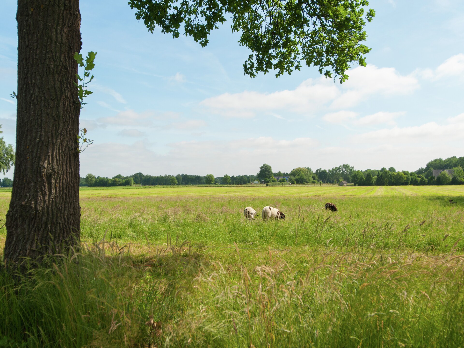 Ruime boerderij in Waskemeer: rust, natuur en ruimte voor 15 personen - foto 29