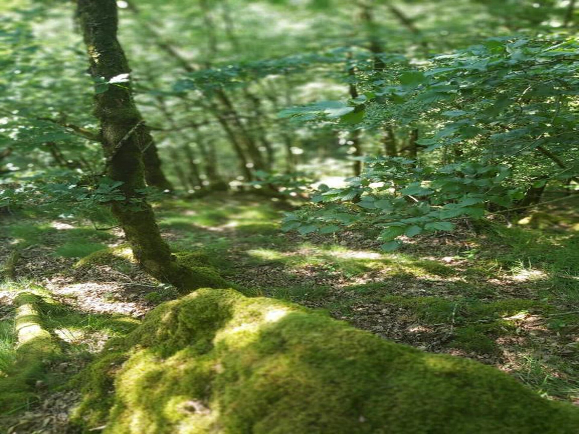 Knus landhuisje aan het meer in Savignac-Lédrier, Dordogne - foto 28