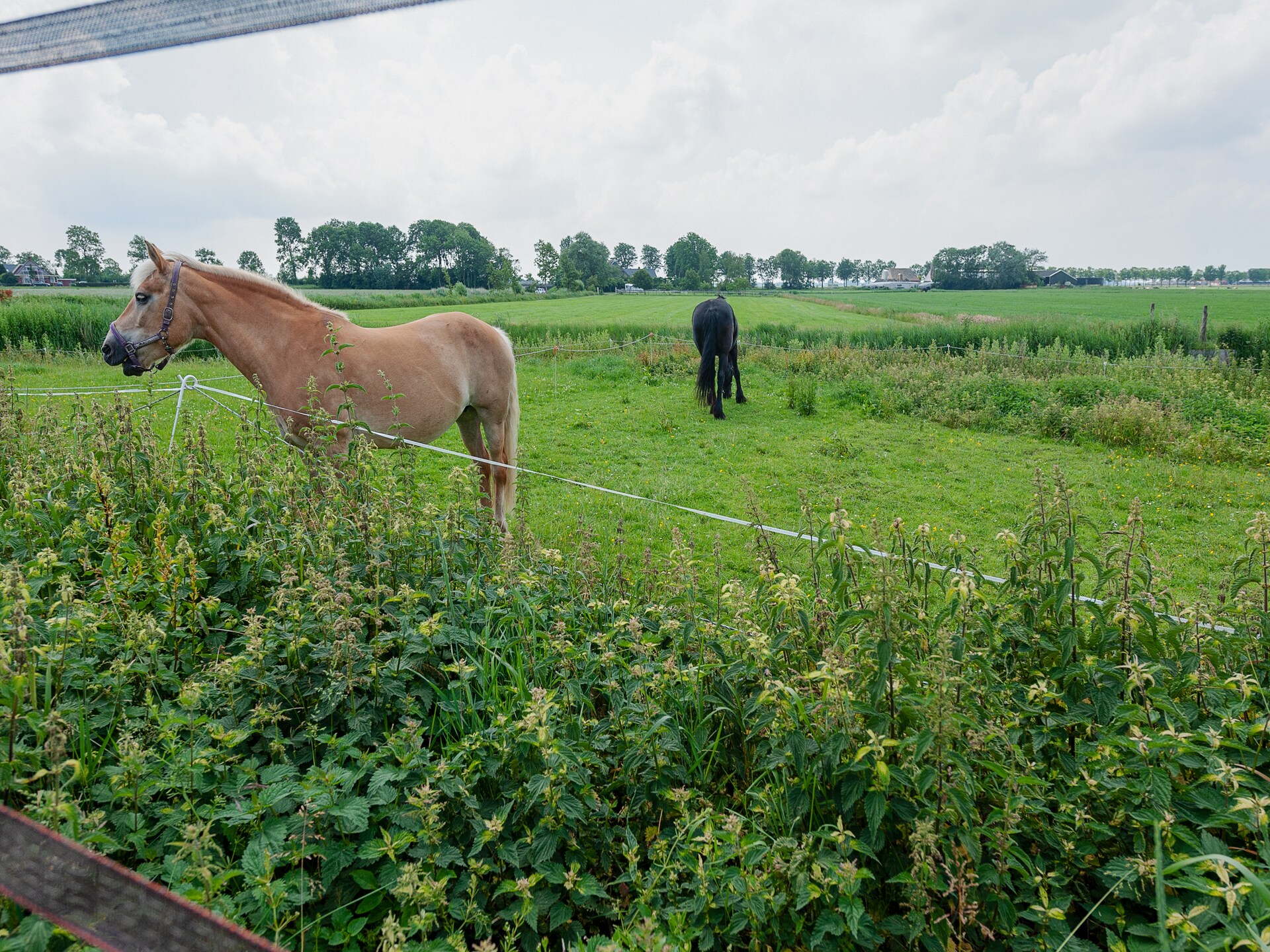 Lauwerspleats: Historisch appartement aan het Lauwersmeer in Friesland - foto 29