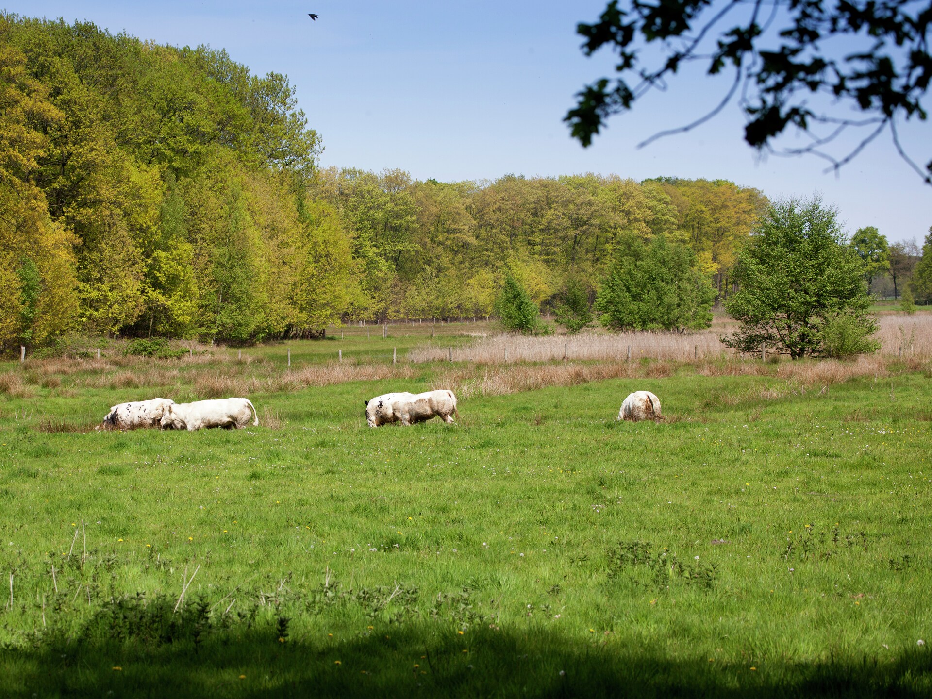 Los Elefantes: Landelijke boerderij met zwembad voor 16 personen in Limburg - foto 25