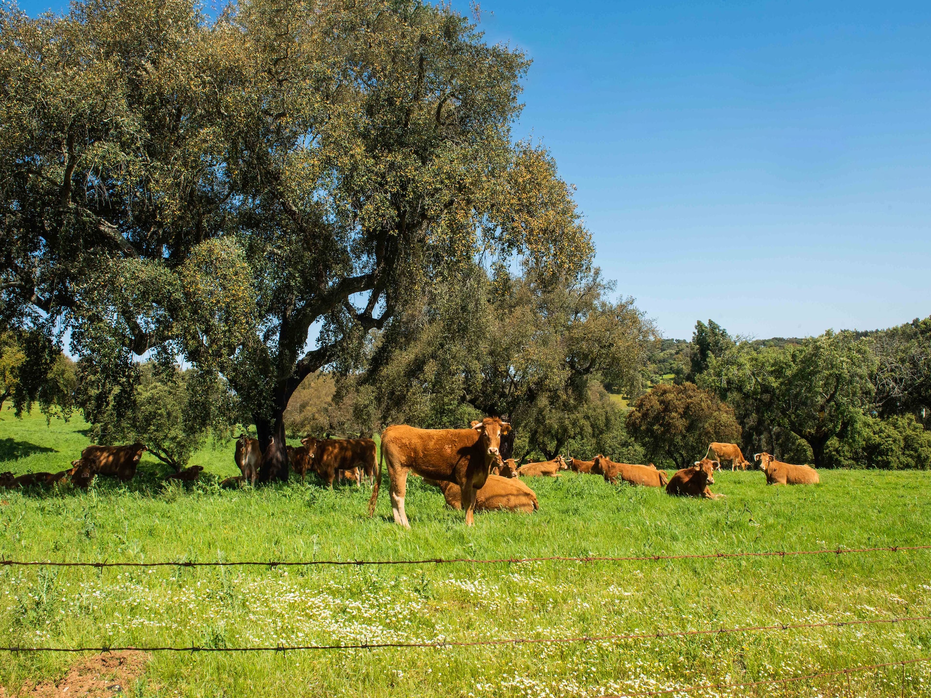 Casa do Forno de Pão: Luxe landhuis in de bossen van Alentejo - foto 31